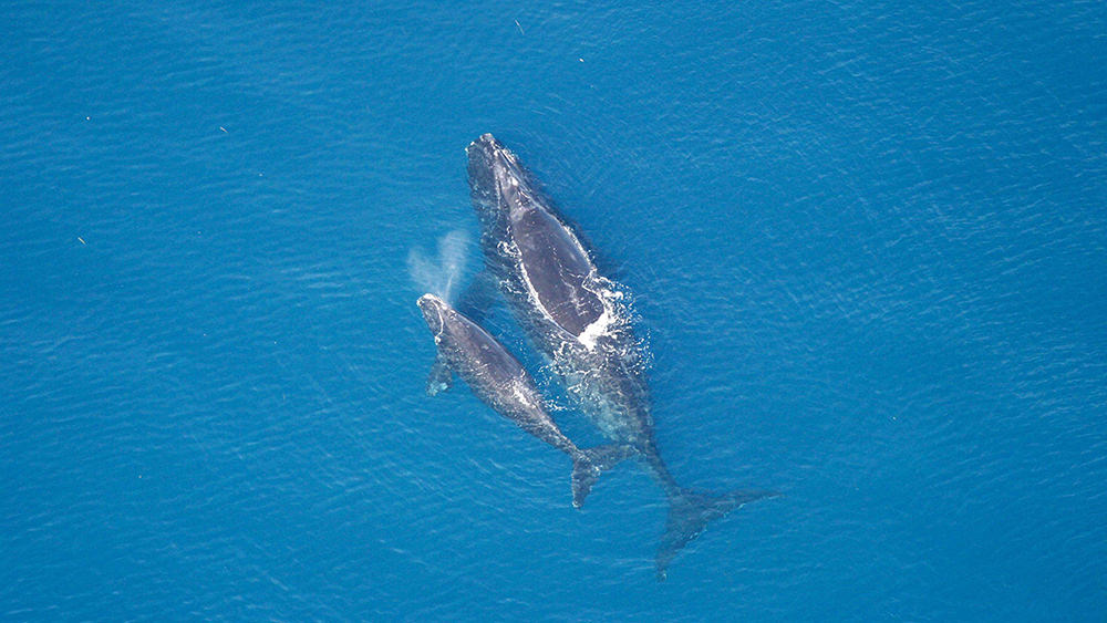 An aerial view of a right whale and her calf swim off the coast of Georgia in the Atlantic Ocean. 