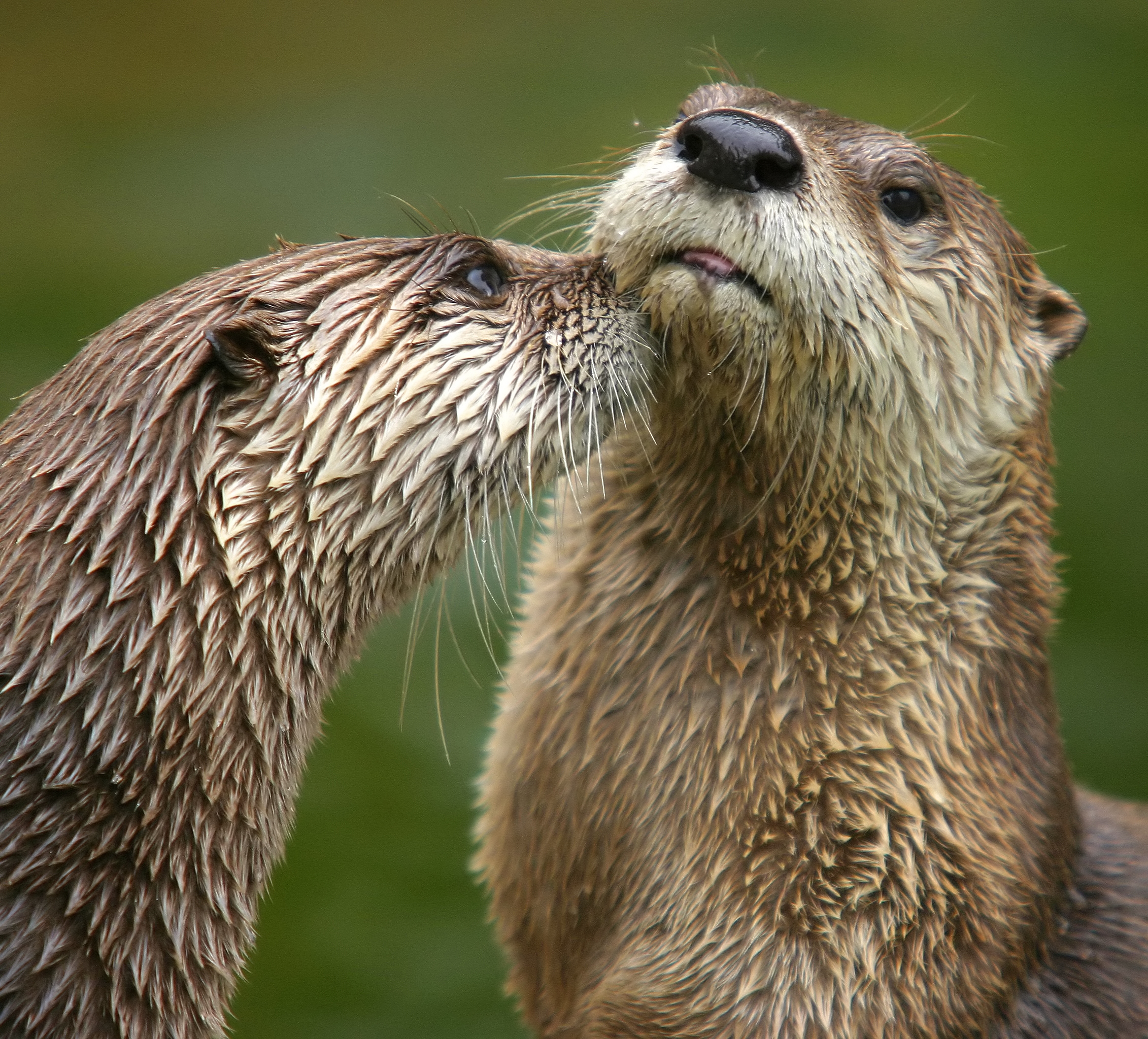 Two adult river otters are pictured. One of them is sniffing the other one. 