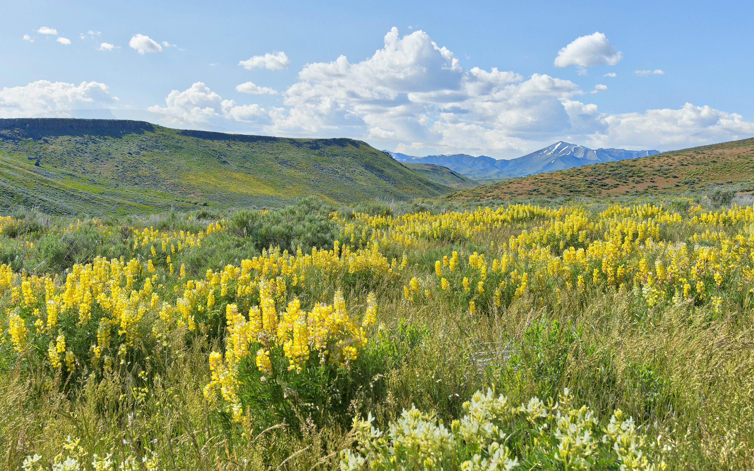 Sweeping landscape view of a field of yellow wildflowers growing in a valley, with mountains in the background.