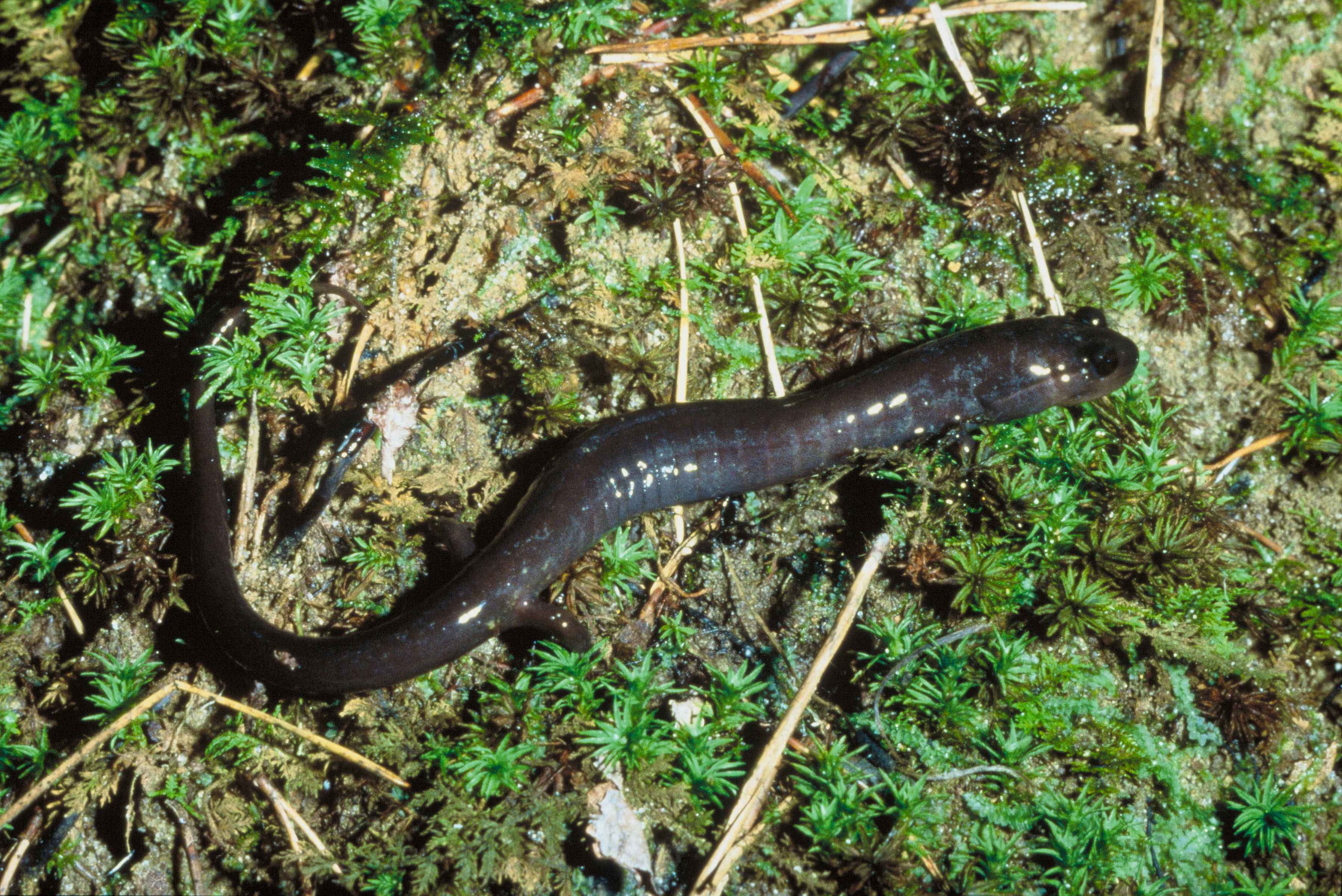 A red hills salamander, a small lizard-like animal, stands on moss and lichen and ferns.