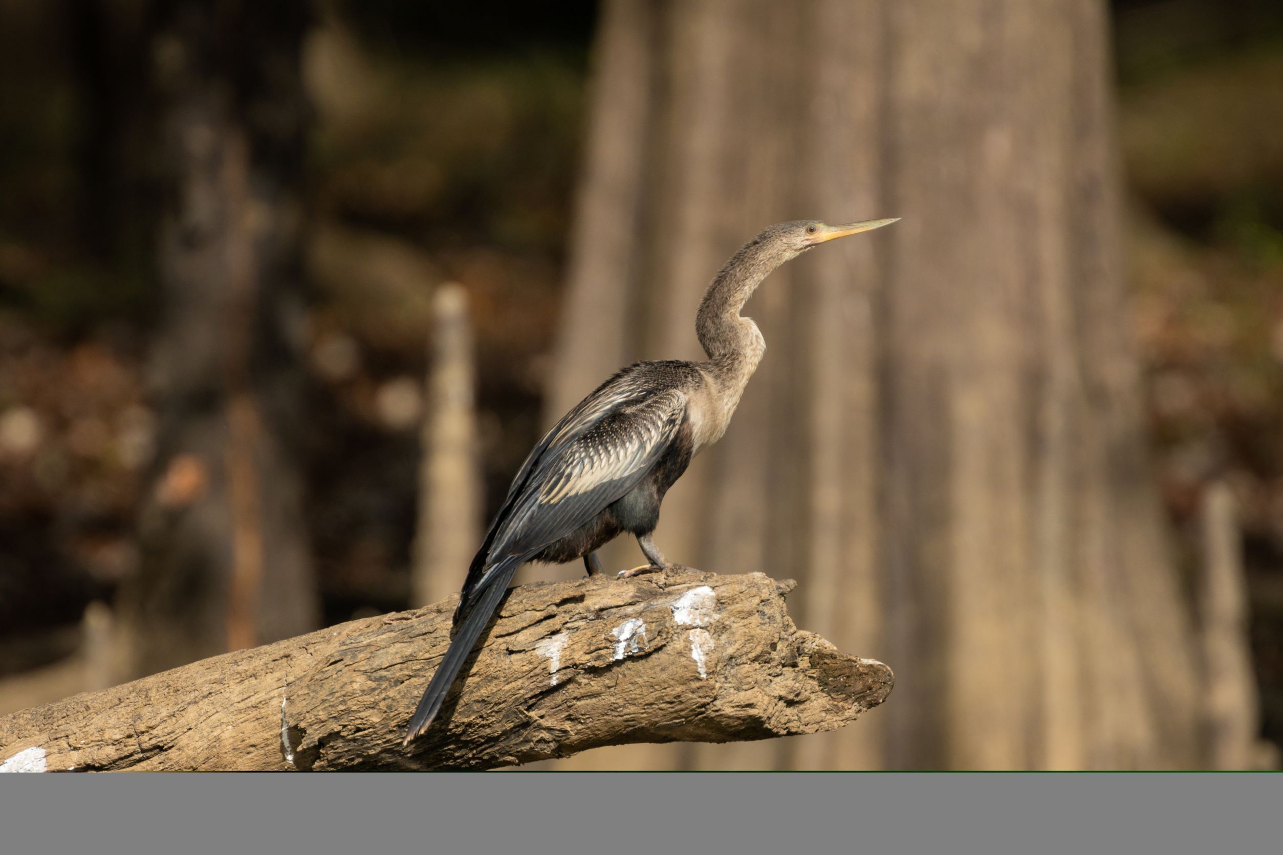 An anhinga sits on a log with a cypress in the background.