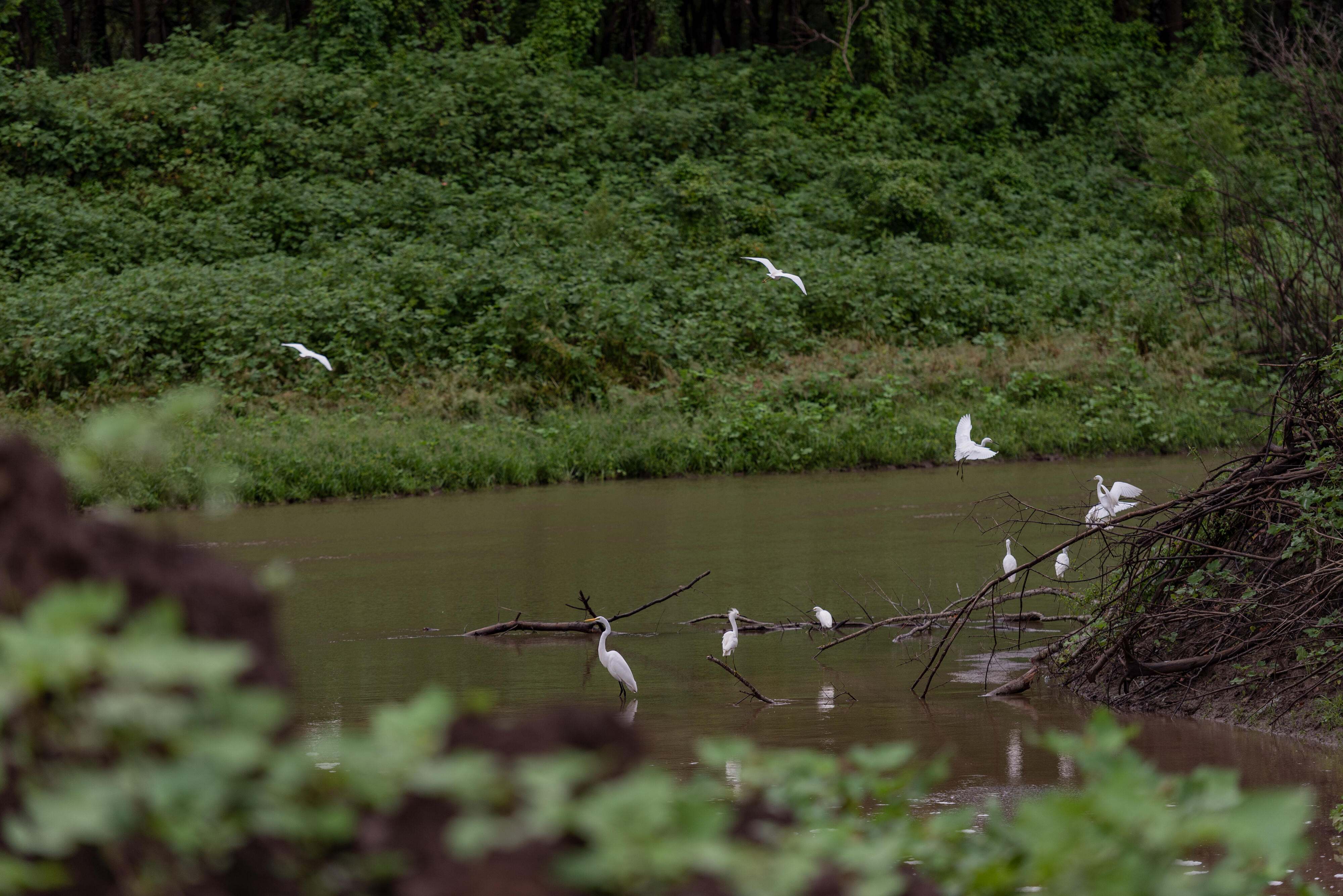 White birds fly among the trees over the water in the Mississippi.