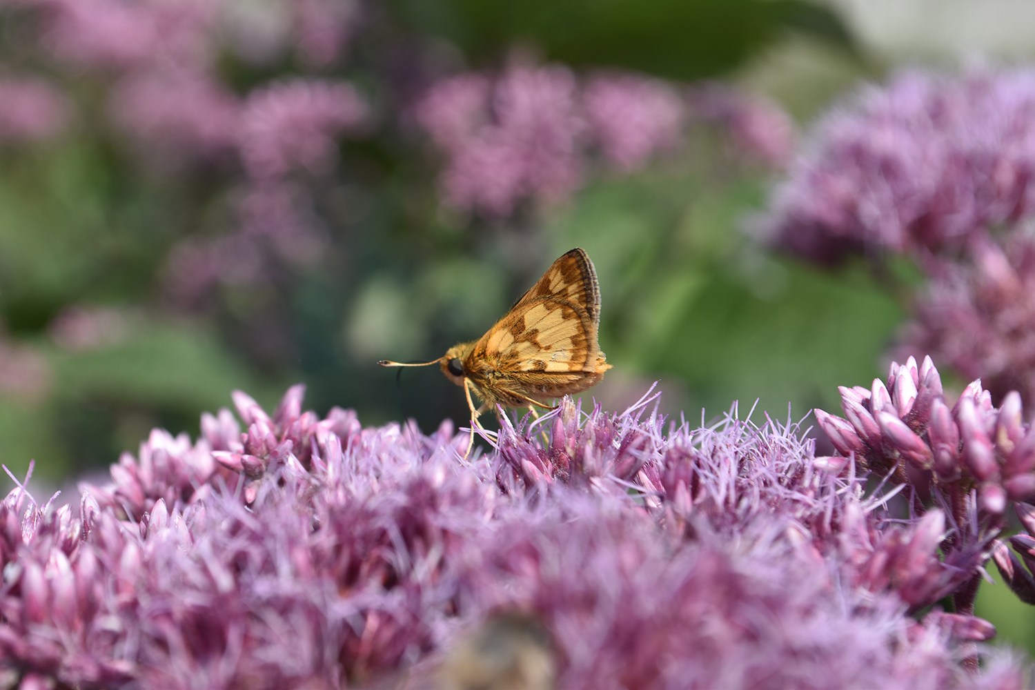 An insect stops on a brightly colored patch of flowers at Sacred Heart Church.