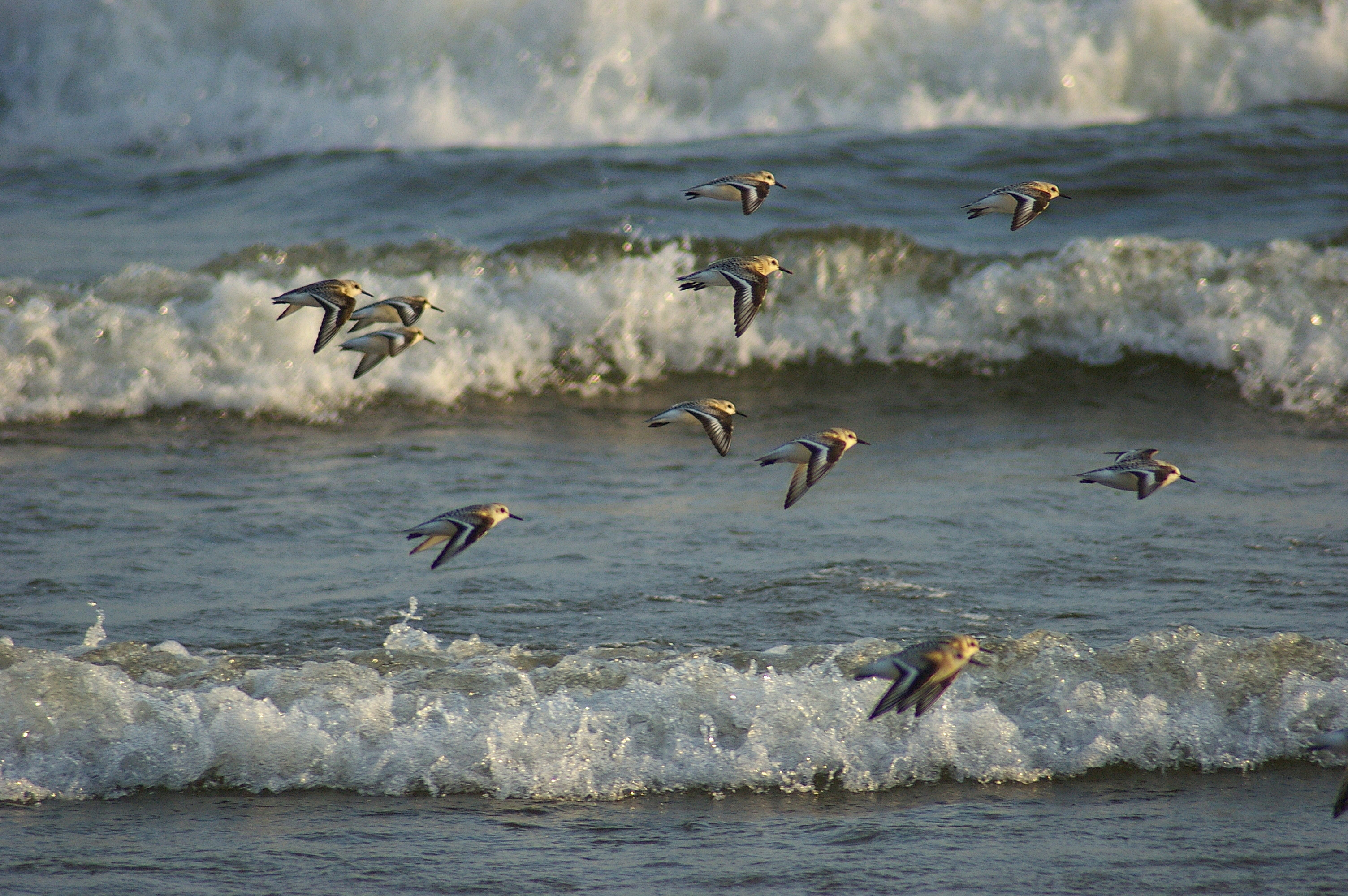 A small flock of brown birds with v-shaped wings flys low over the surf. 