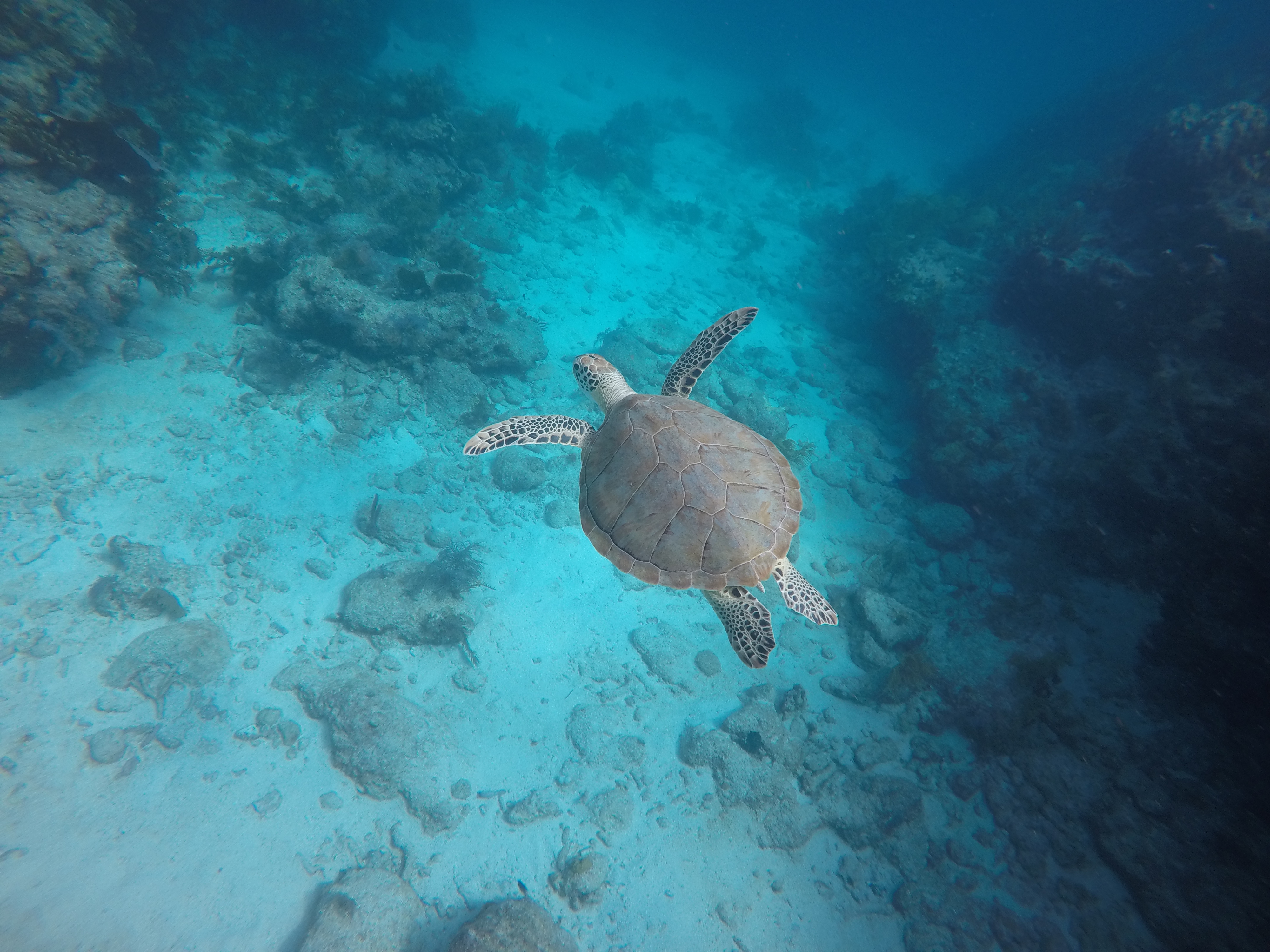 A sea turtle cruises through a reef.