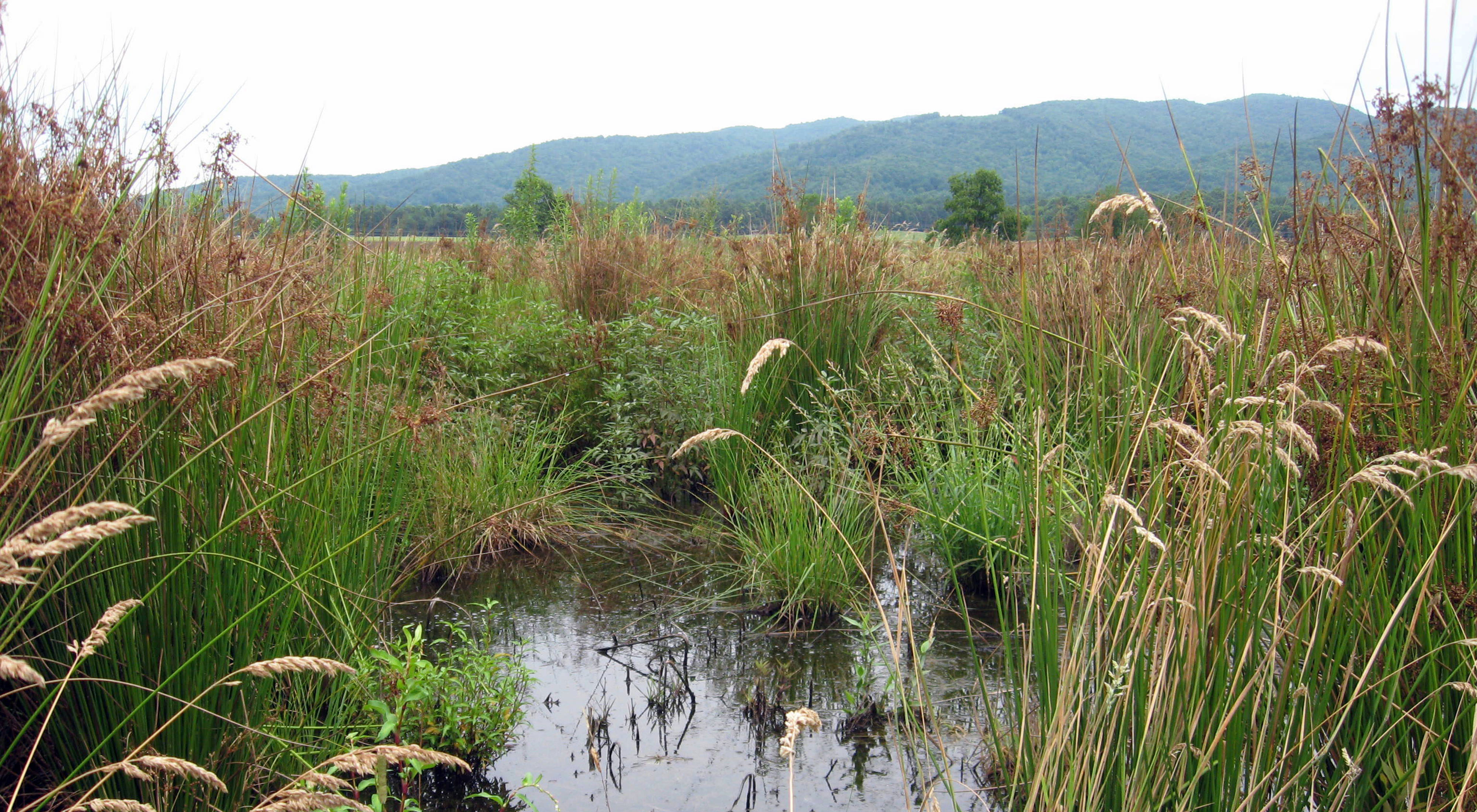 Tall grasses surround a small pond.