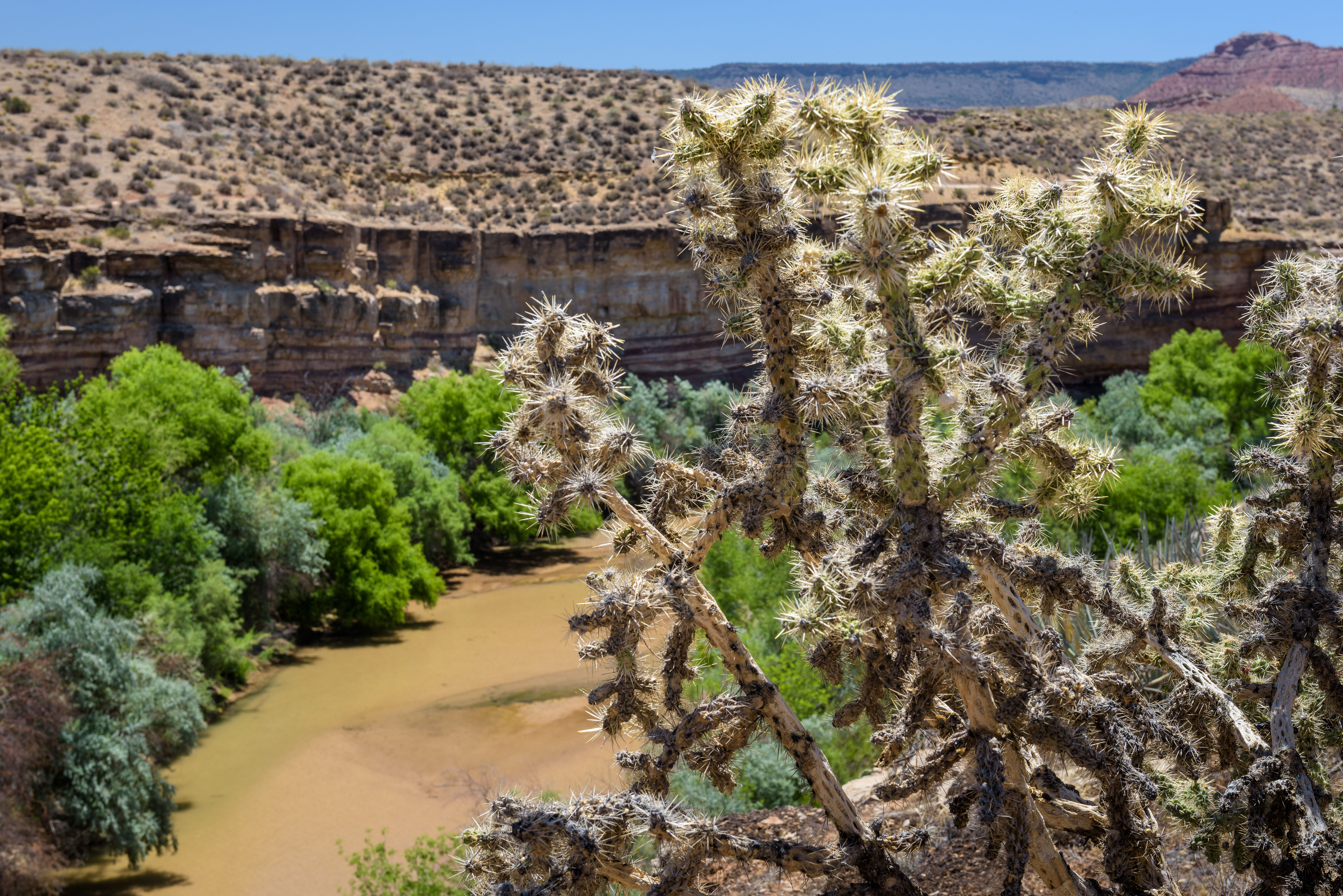 View looking down on the Virgin River llined with riparian vegetation and cacti.