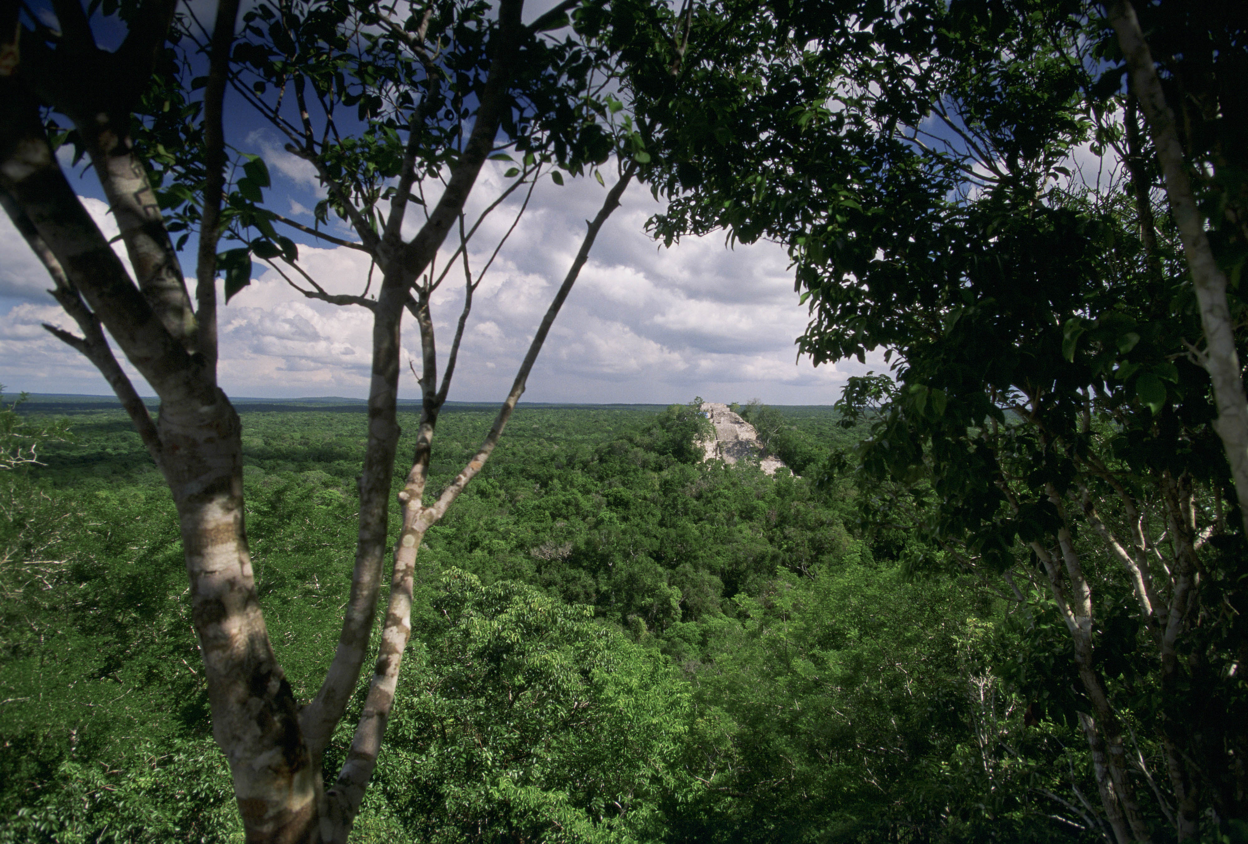 Maya forest