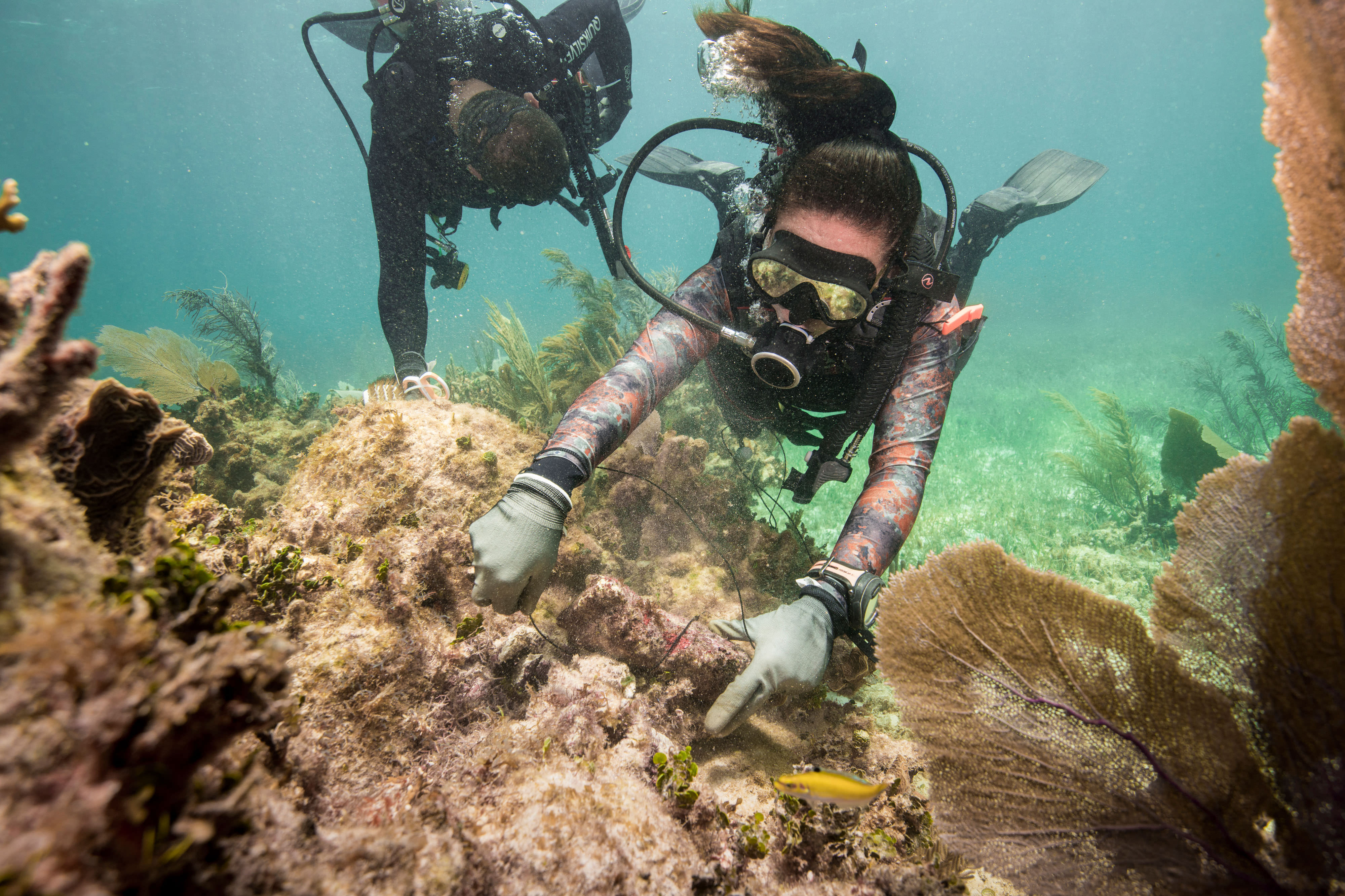 Two scuba divers make repairs to a damaged reef