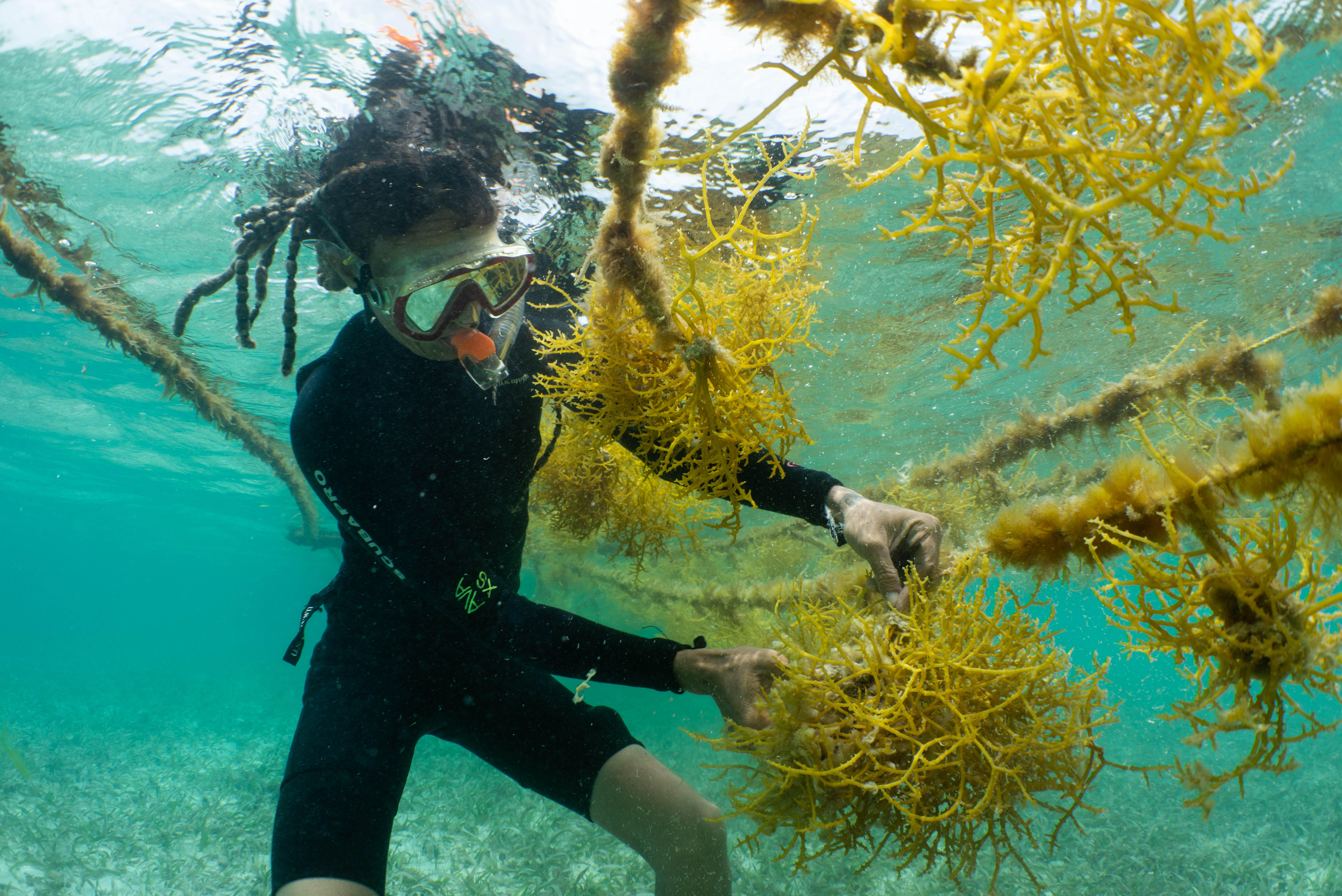 a worker in snorkel gear tends to a seaweed plant underwater