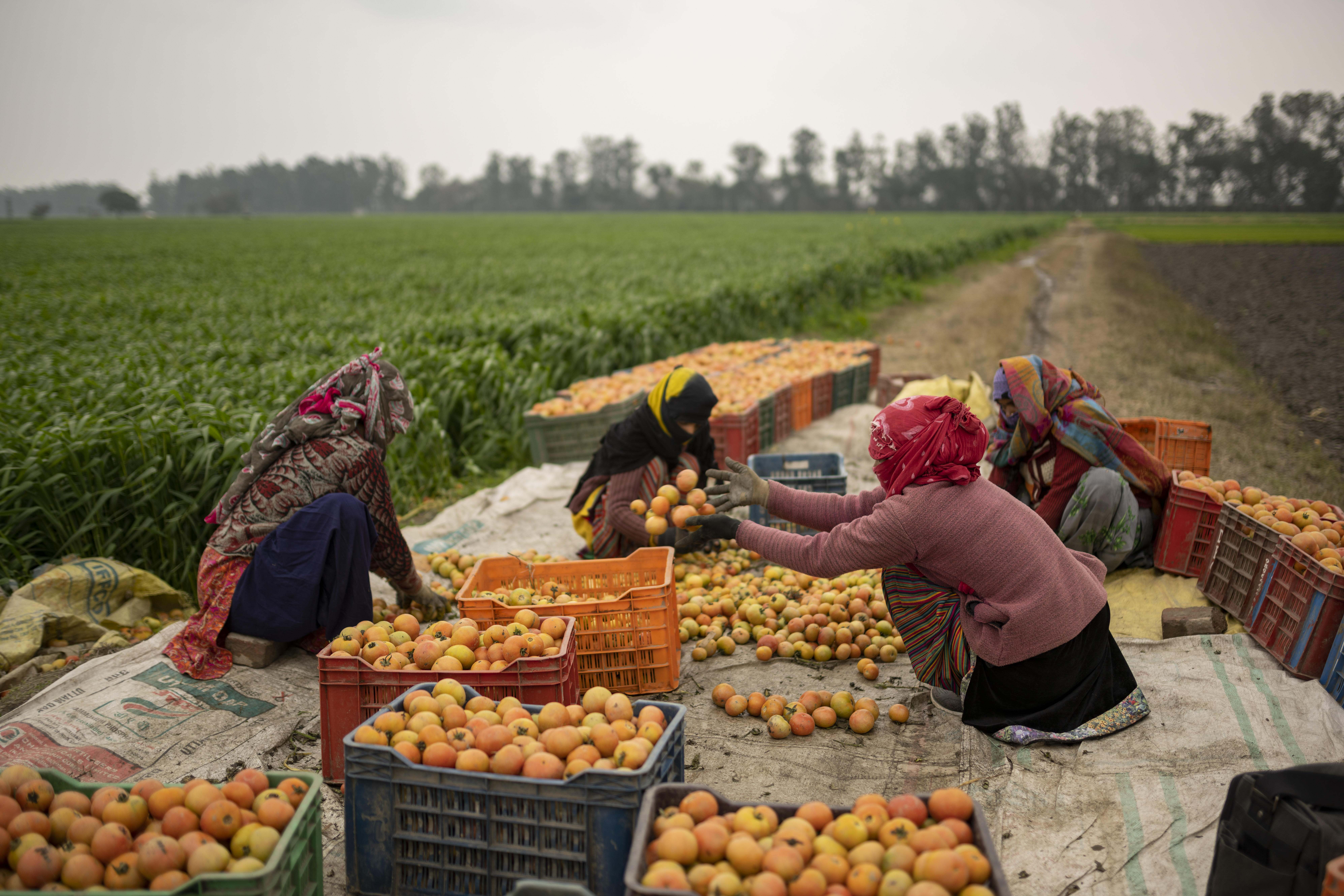 Farm workers harvest tomatoes in Haryana.