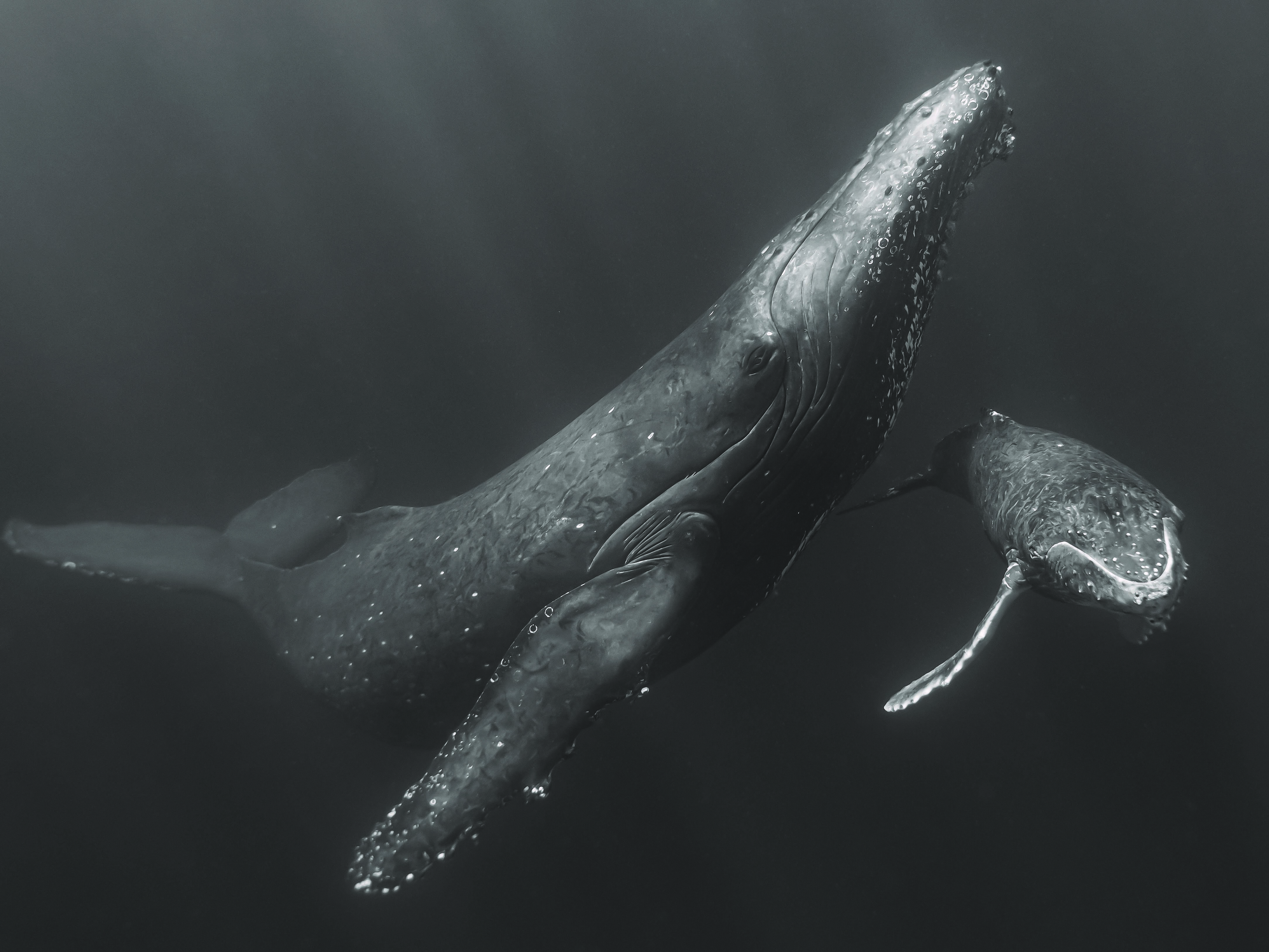 Black and white underwater photo of an adult female whale swimming with calf.