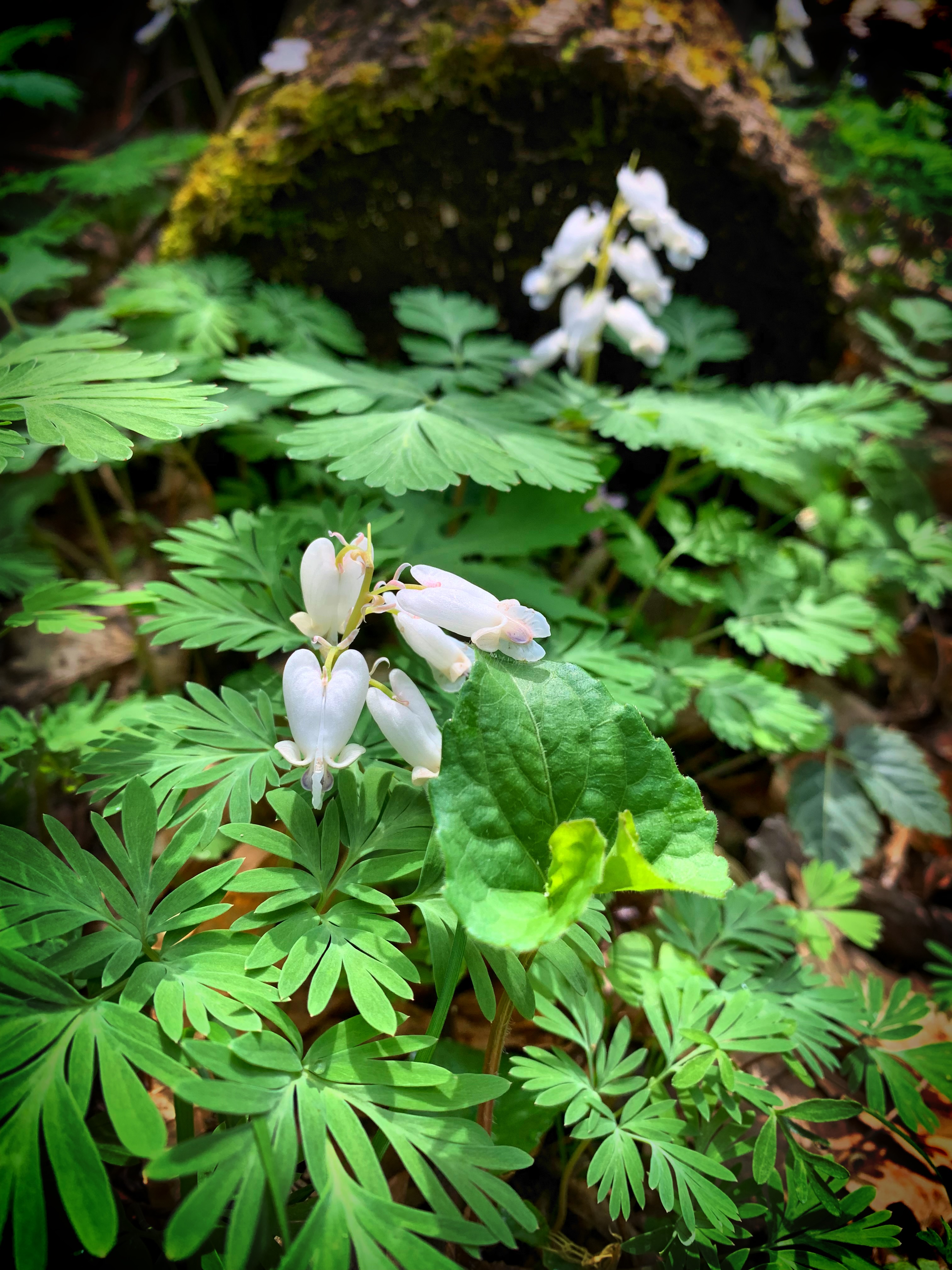 Wildflowers line a dirt path winding through a forest.