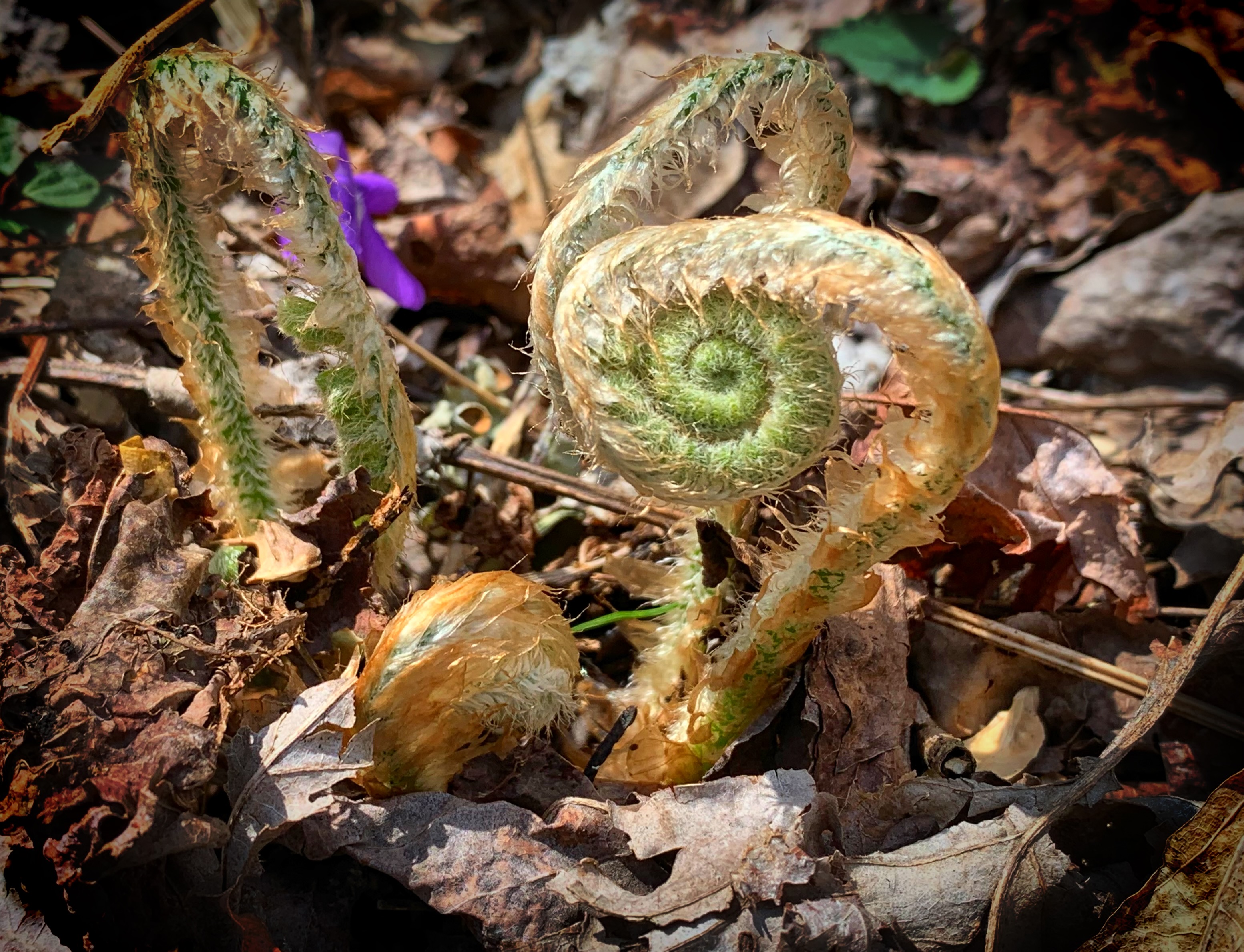 A golden colored plant curls up into a shape that looks like a snail.