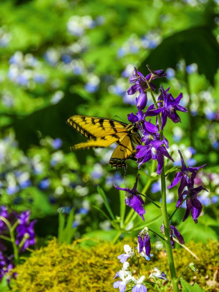 A yellow butterfly visits a purple flower.