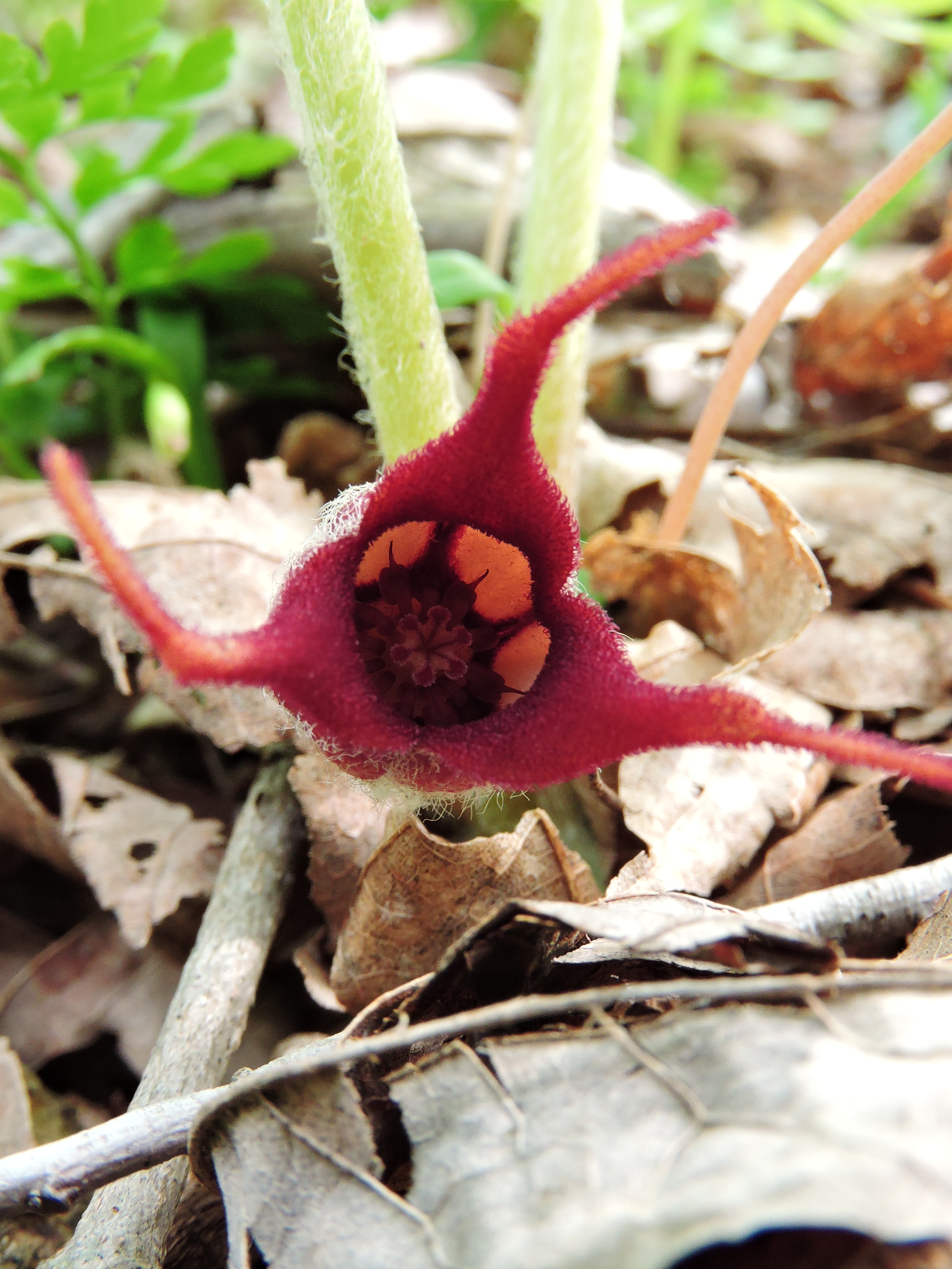 Long thin petals emerge from a red wildflower.