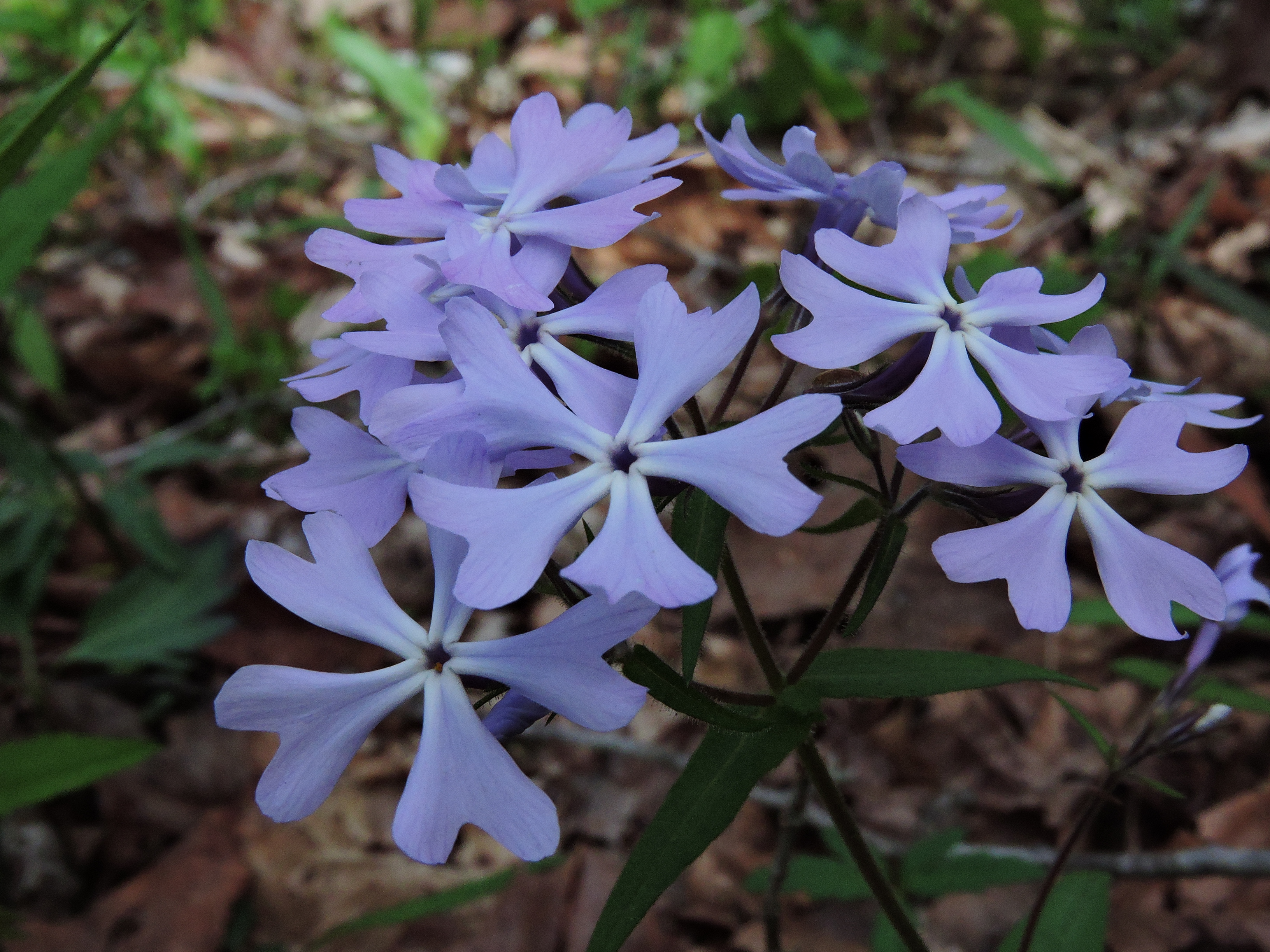 Periwinkle flowers brighten a leafy forest floor.