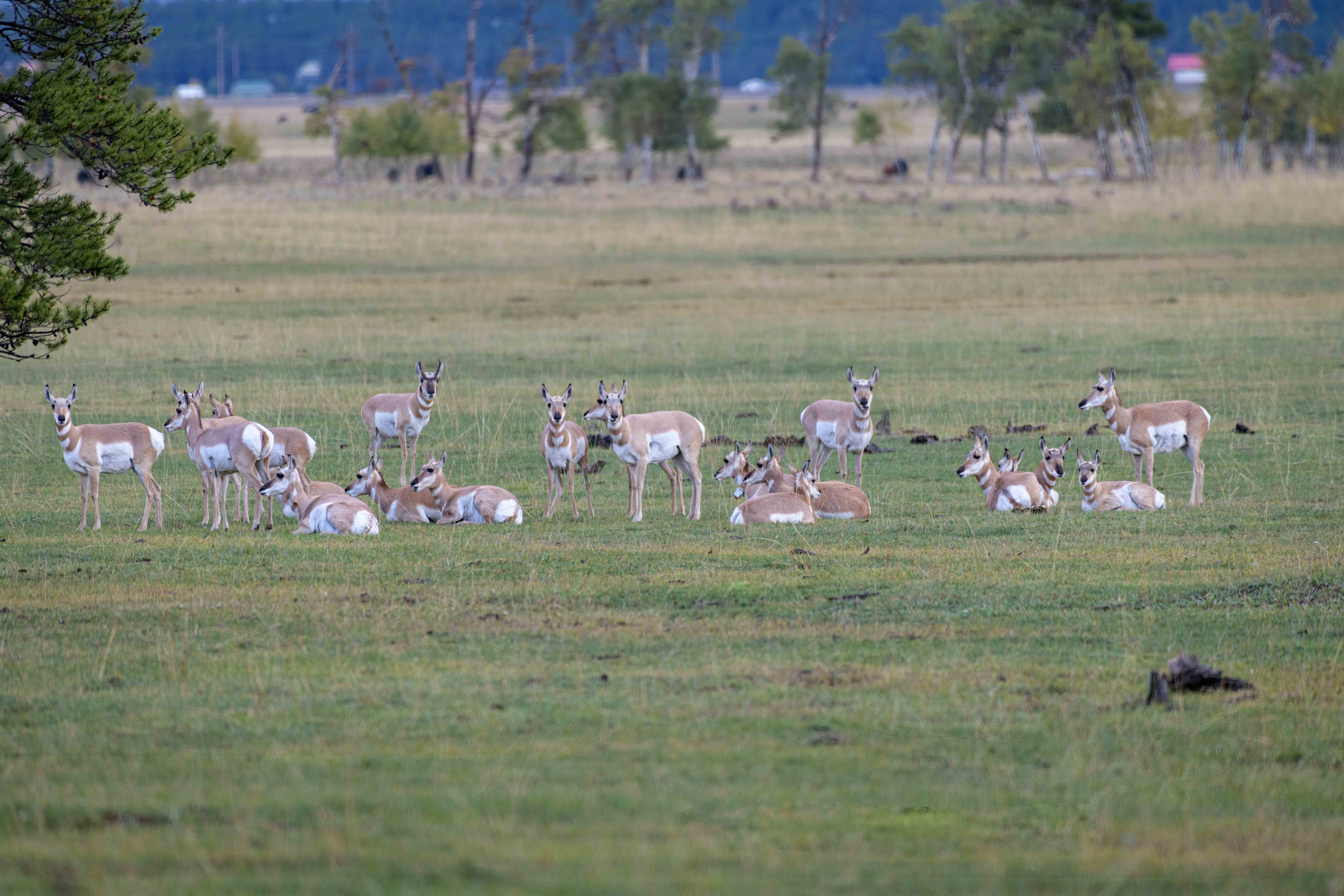 A large herd of pronghorn relax in a field of green grass; some are standing, while others are lying down.