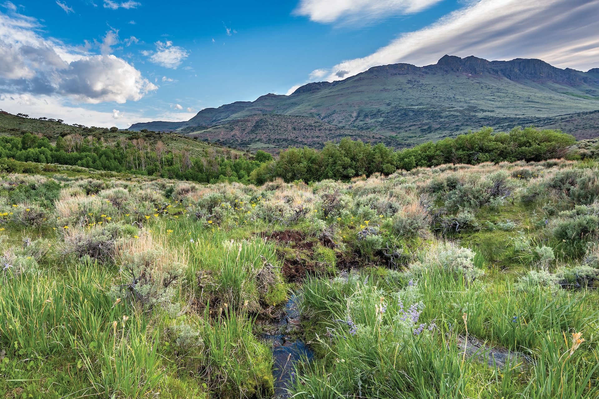 A lush green valley with a small stream leading to butte.