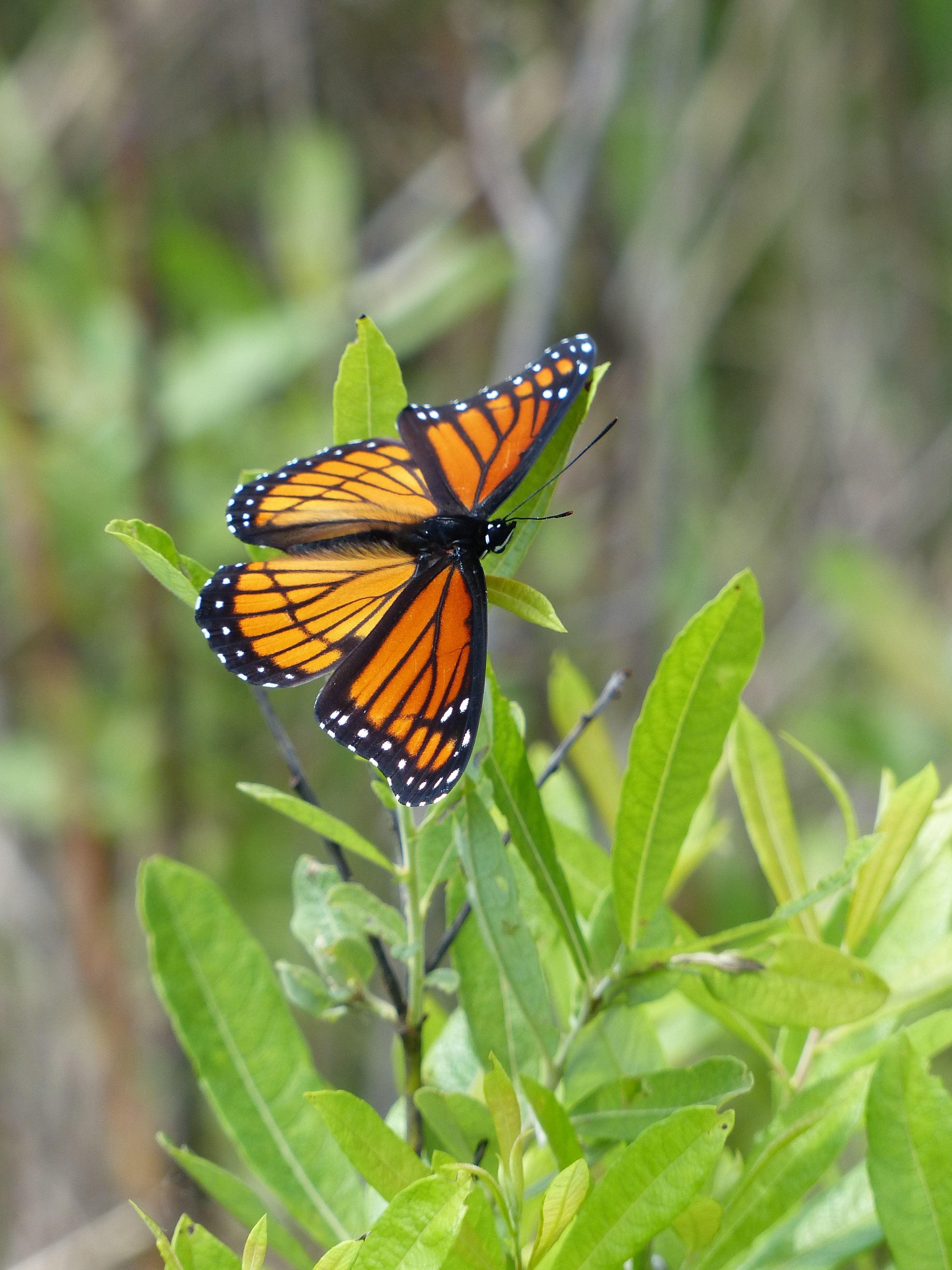 Closeup image of a black and orange viceroy butterfly on a plant.