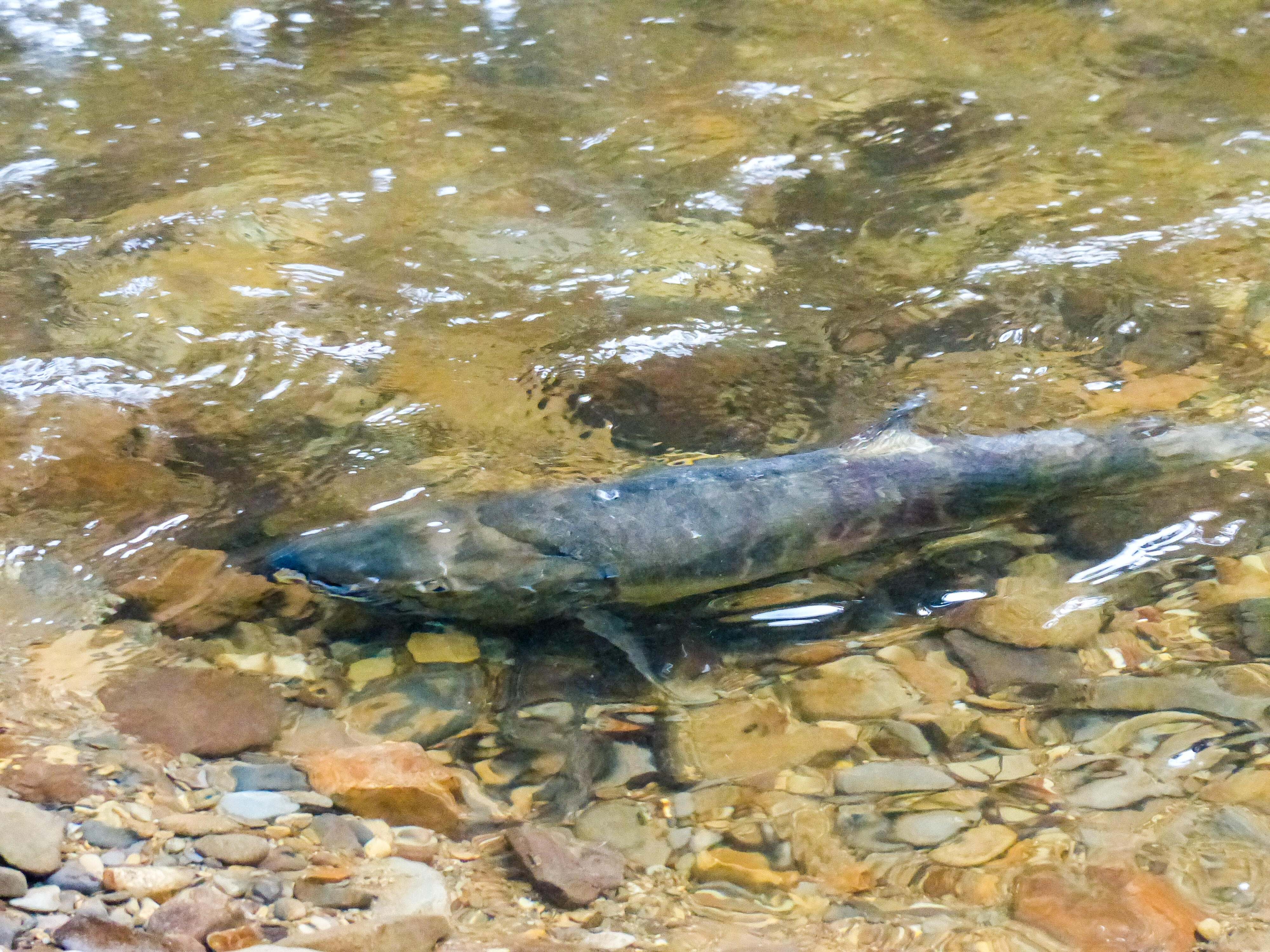 Photo of a chum salmon in Ellsworth Creek in Washington.