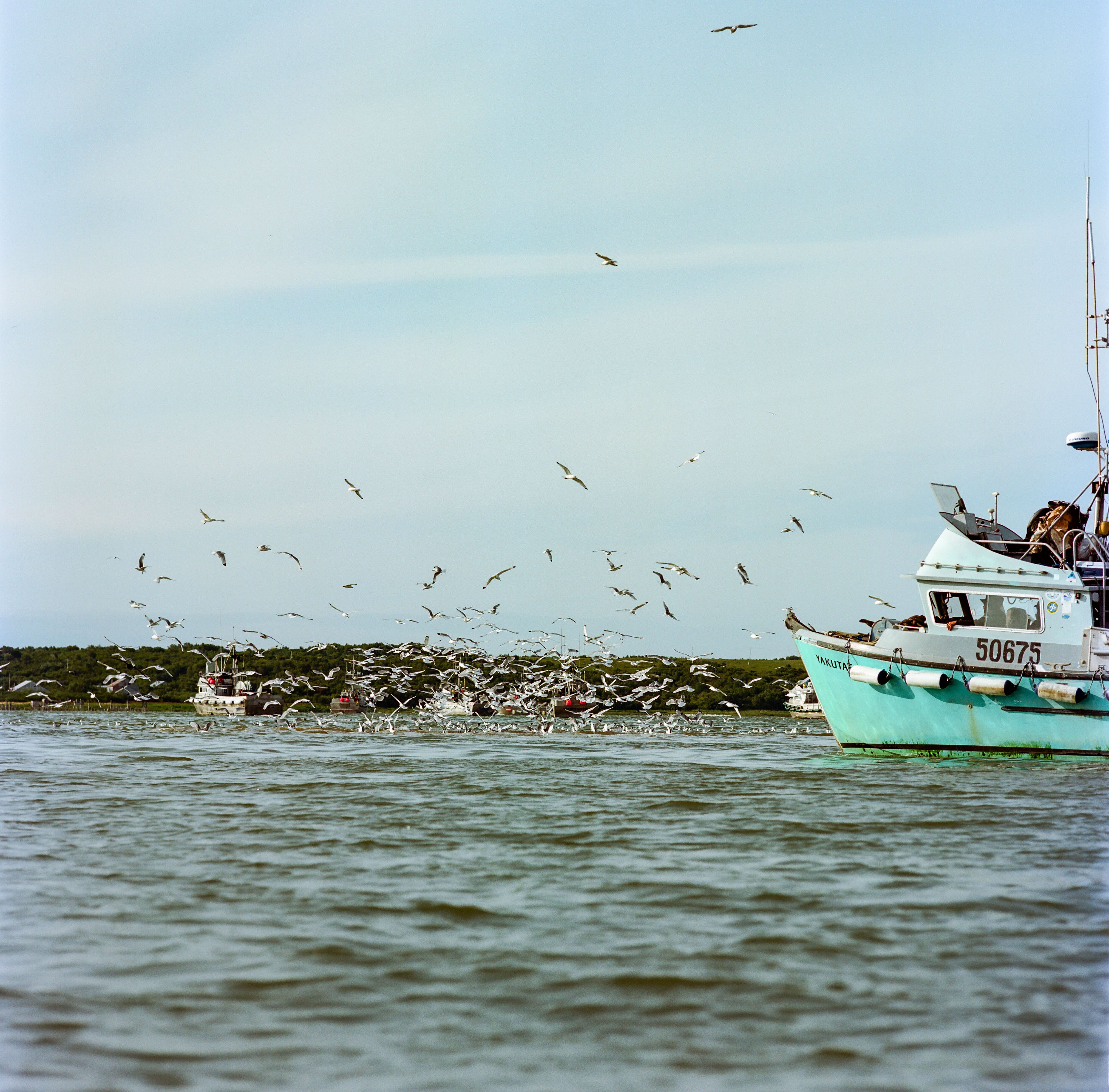 Several salmon fishing boats surrounded by gulls.