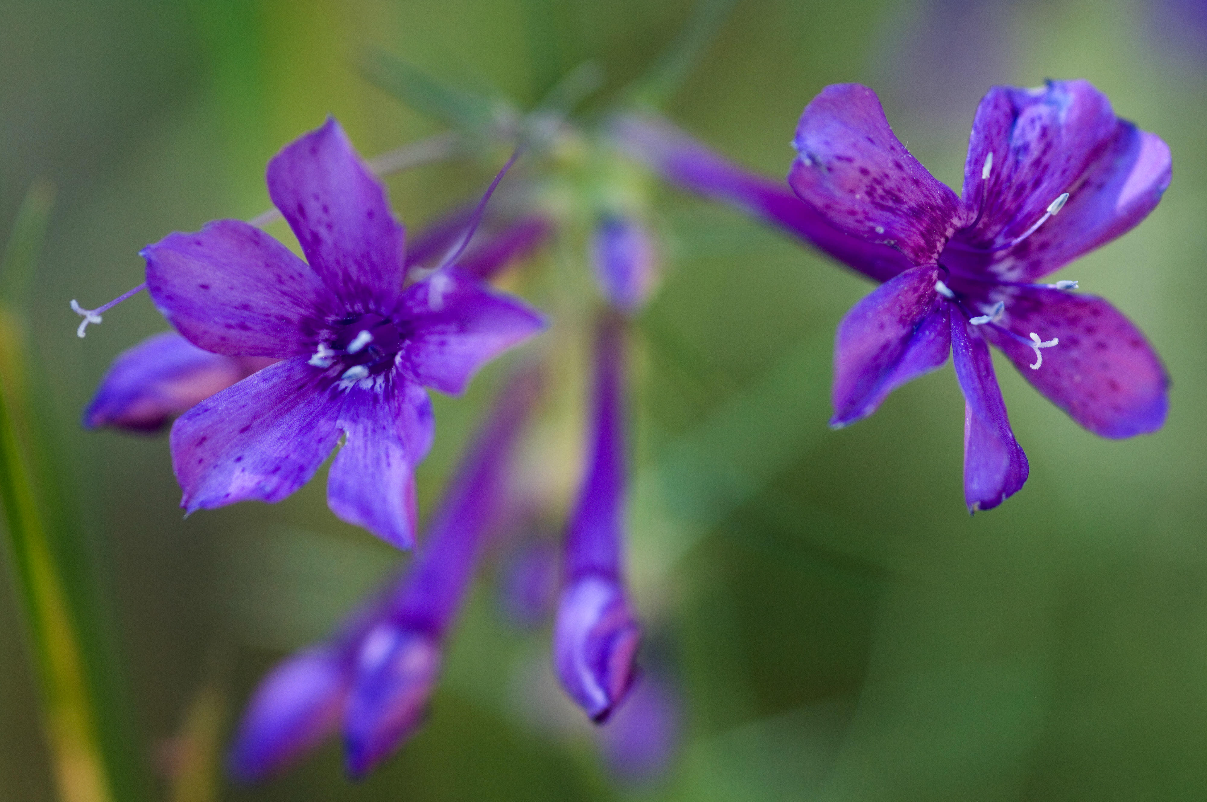 Closeup of purple wildflowers.