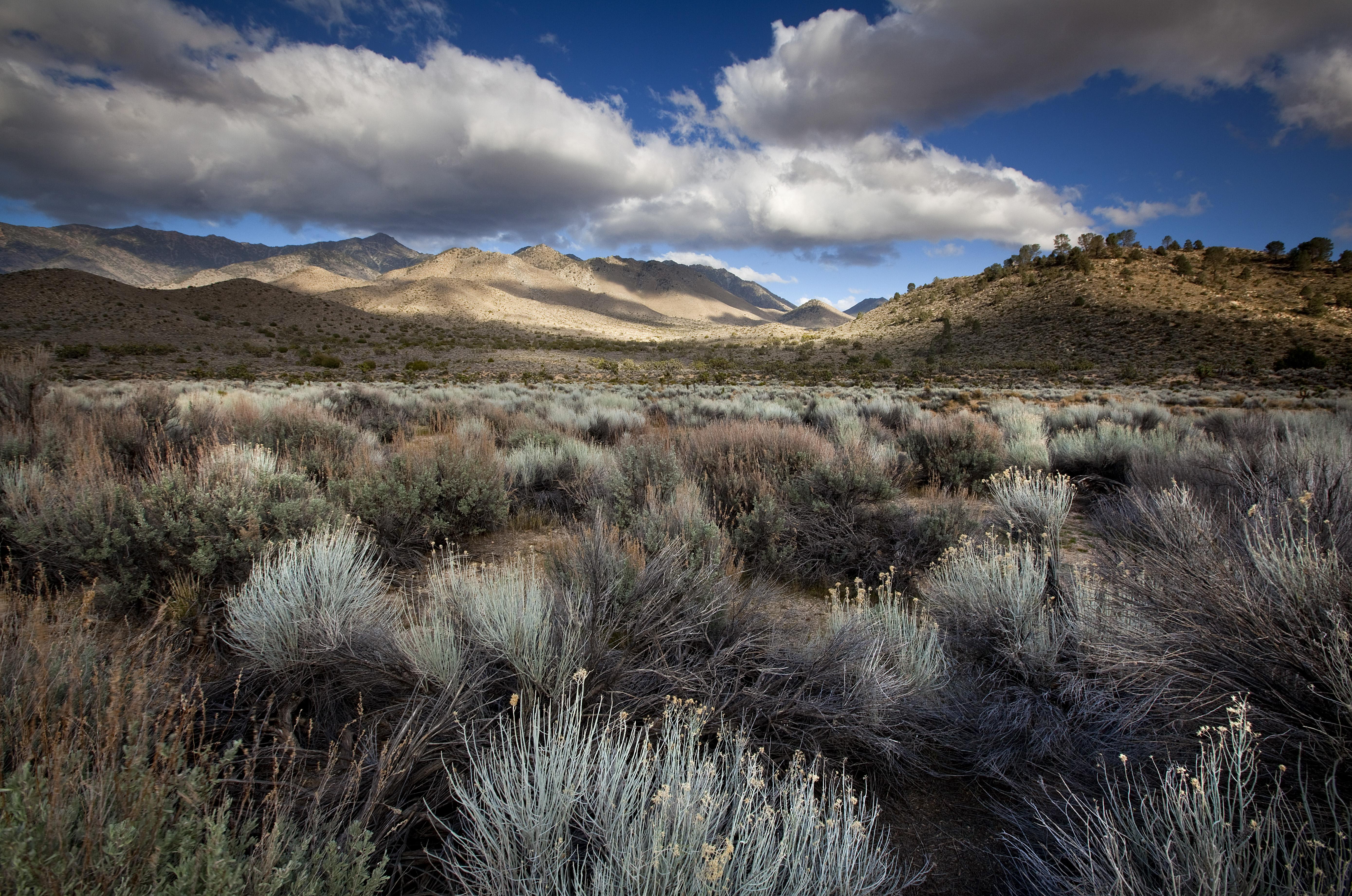 Landscape view of the plant community of the Mojave Desert with mountains in the background.