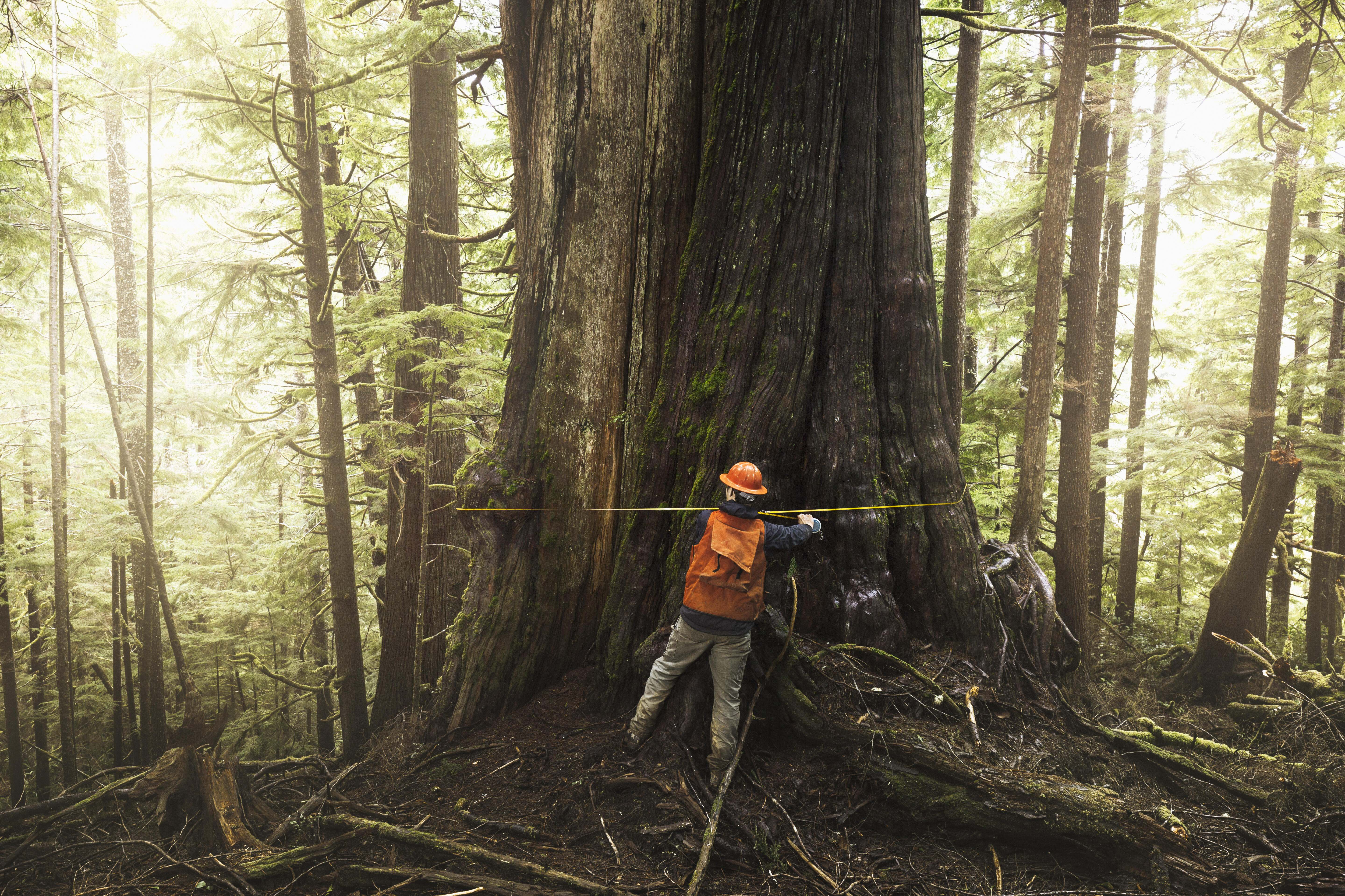 Person in orange vest measures trees in an old growth forest. 