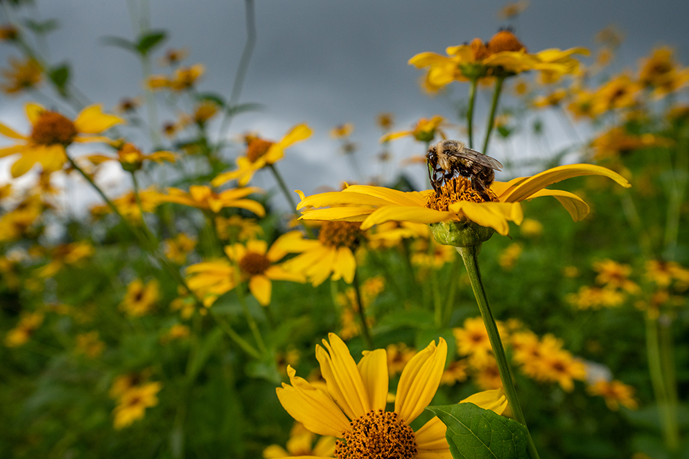 A bee on top of a vivid, yellow flower, surrounded by countless other Smooth Oxeye flowers in a Southwest Virginia meadow..