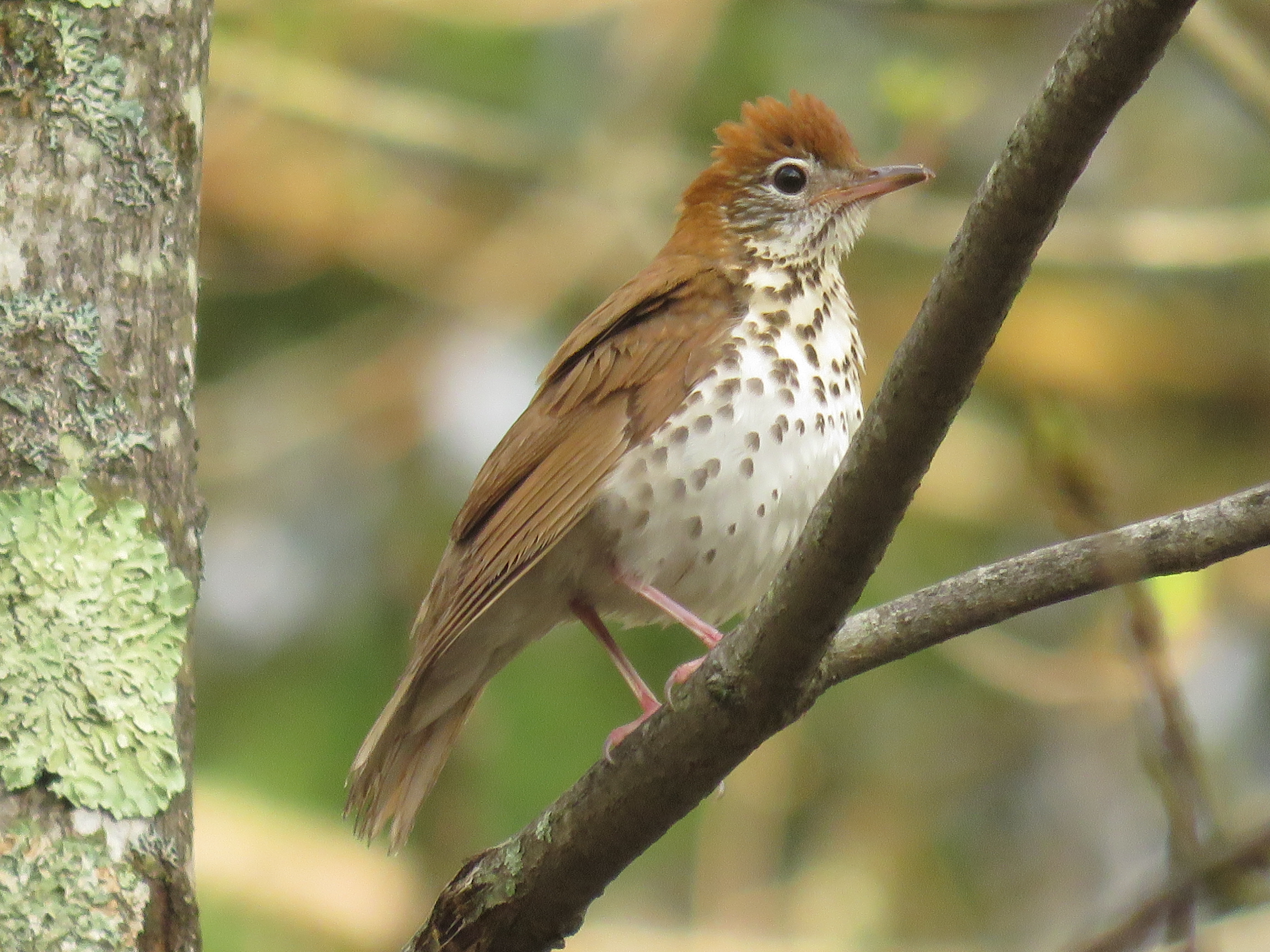 A brown bird with a white spotted chest on a branch.