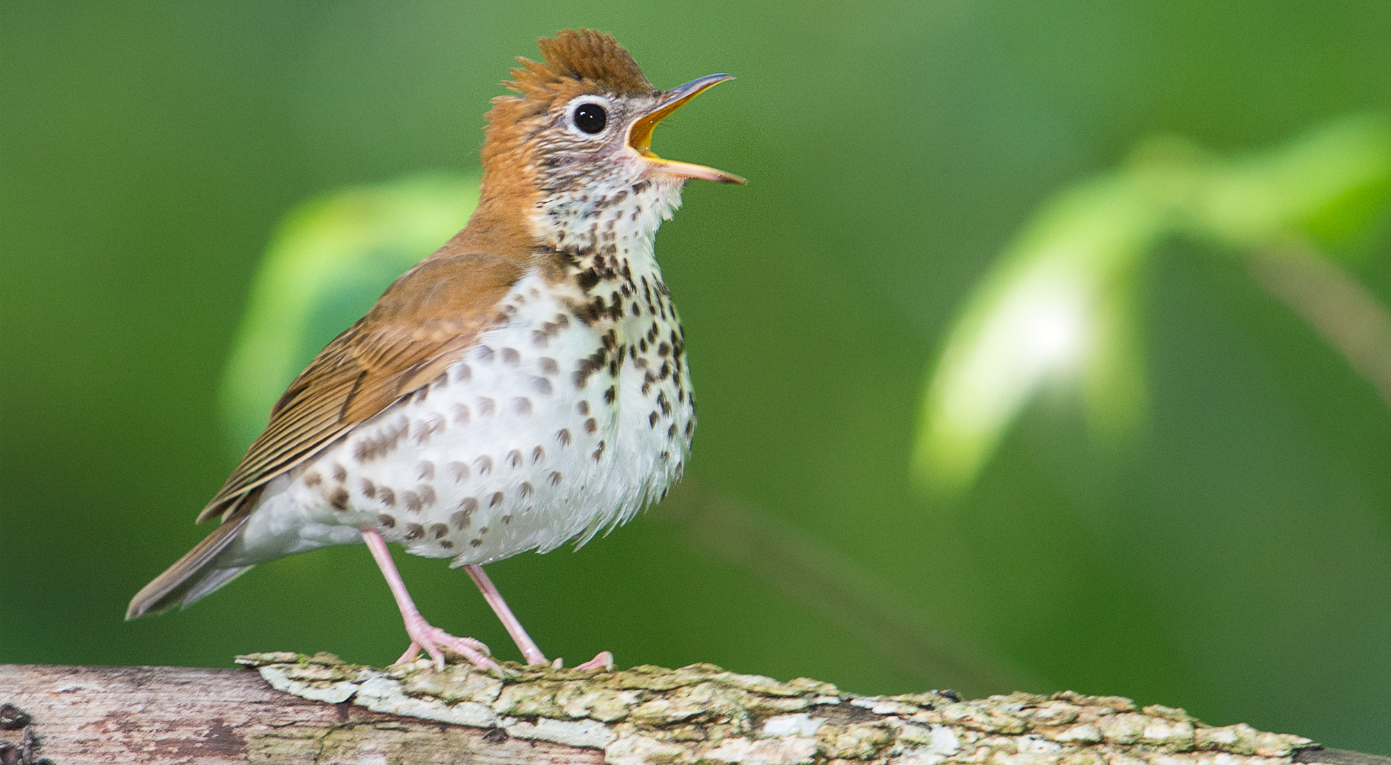 An open-mouthed brown bird with brown spots on its white chest .