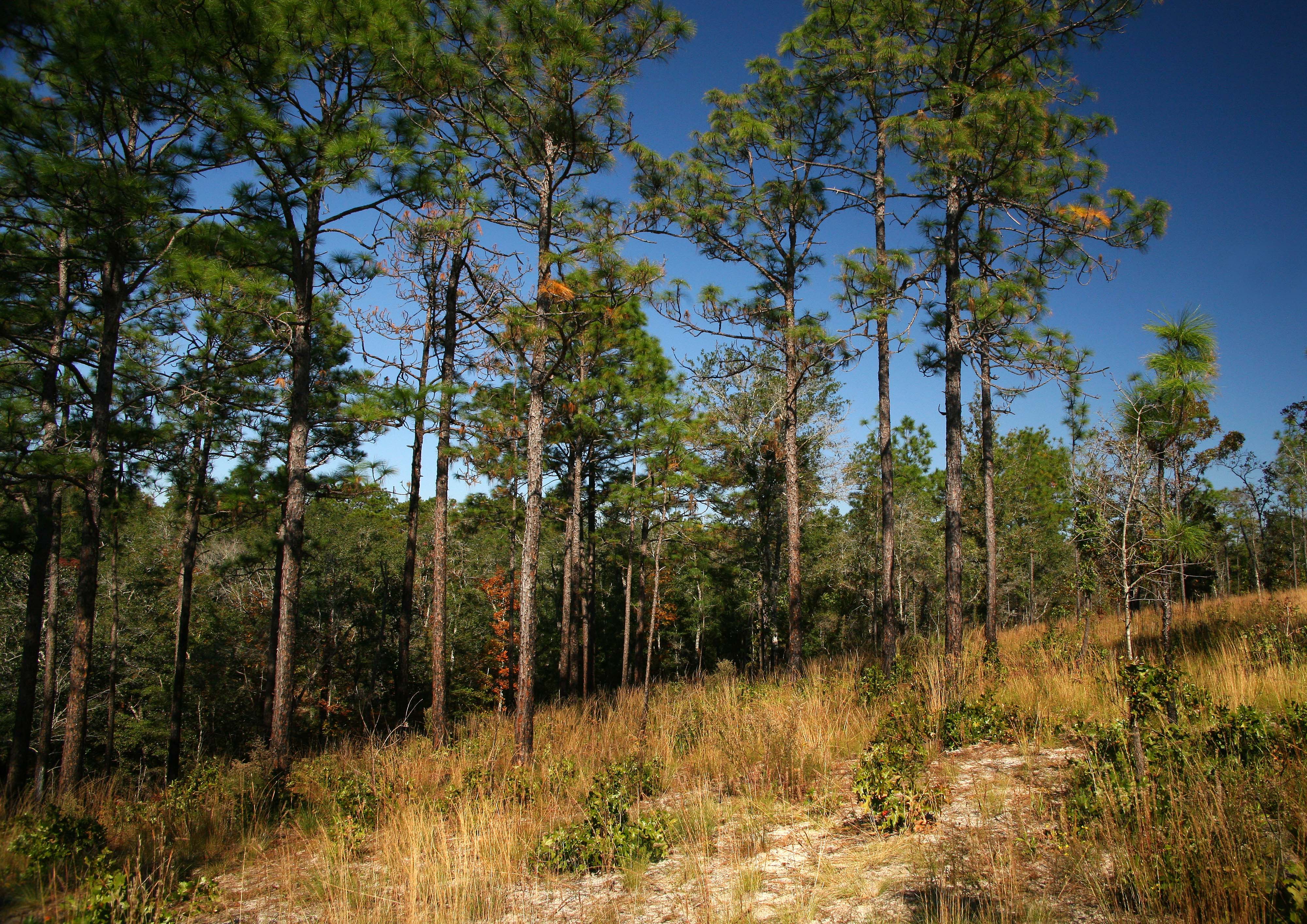 A stand of longleaf pine trees on a sandy hillside with grassy underbrush.