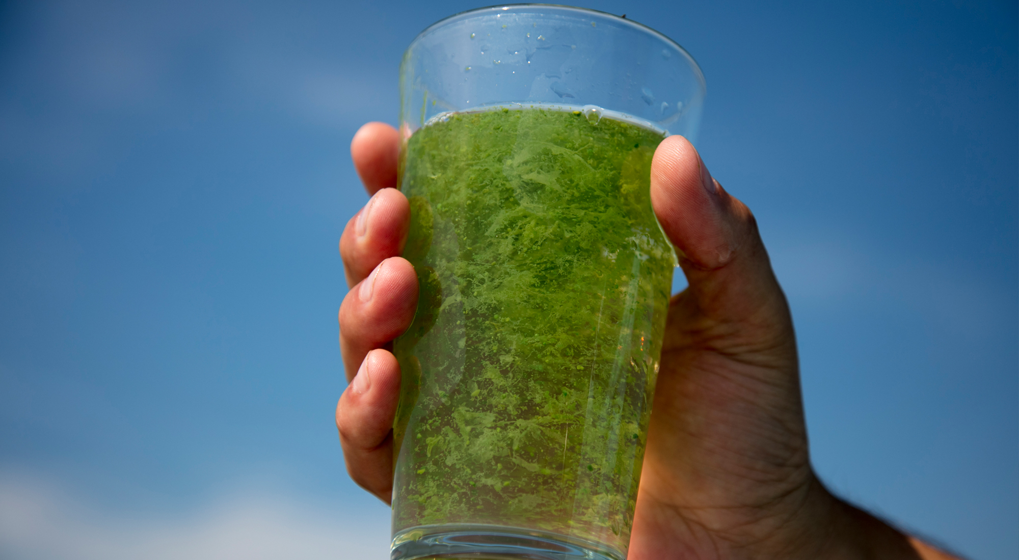 Hand holds up glass of water fille with algae.