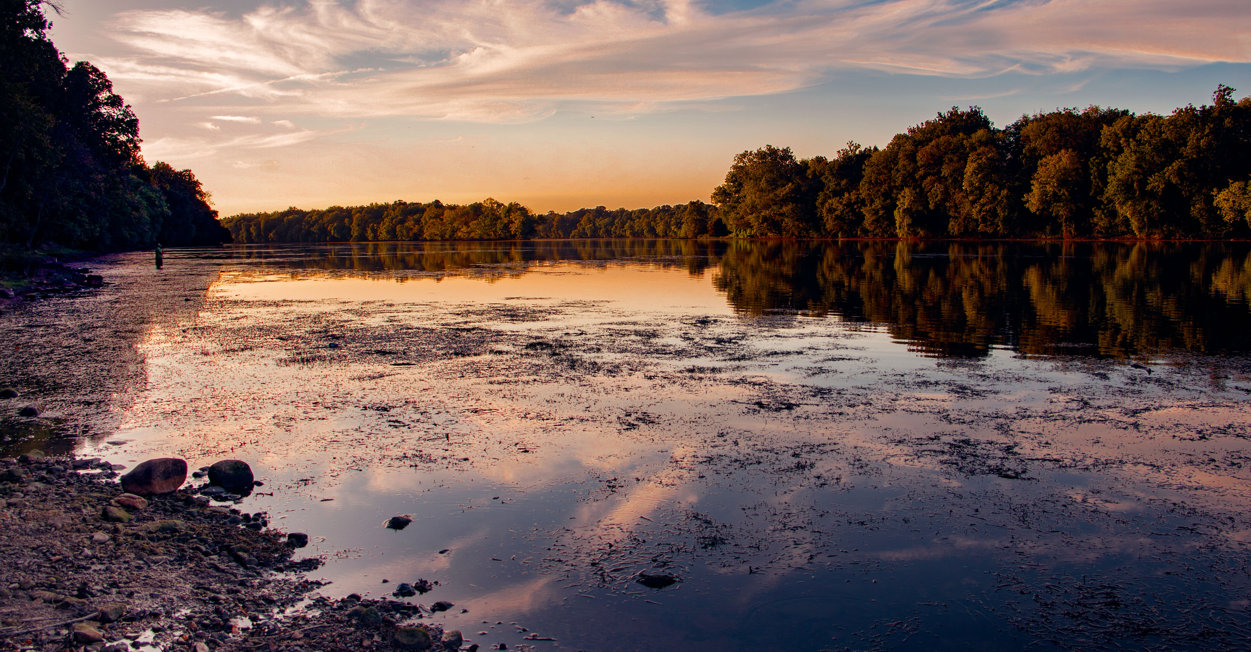 Green trees edge the banks of the Potomac River at dusk. Vegetation floats at the surface at the shallow water. 