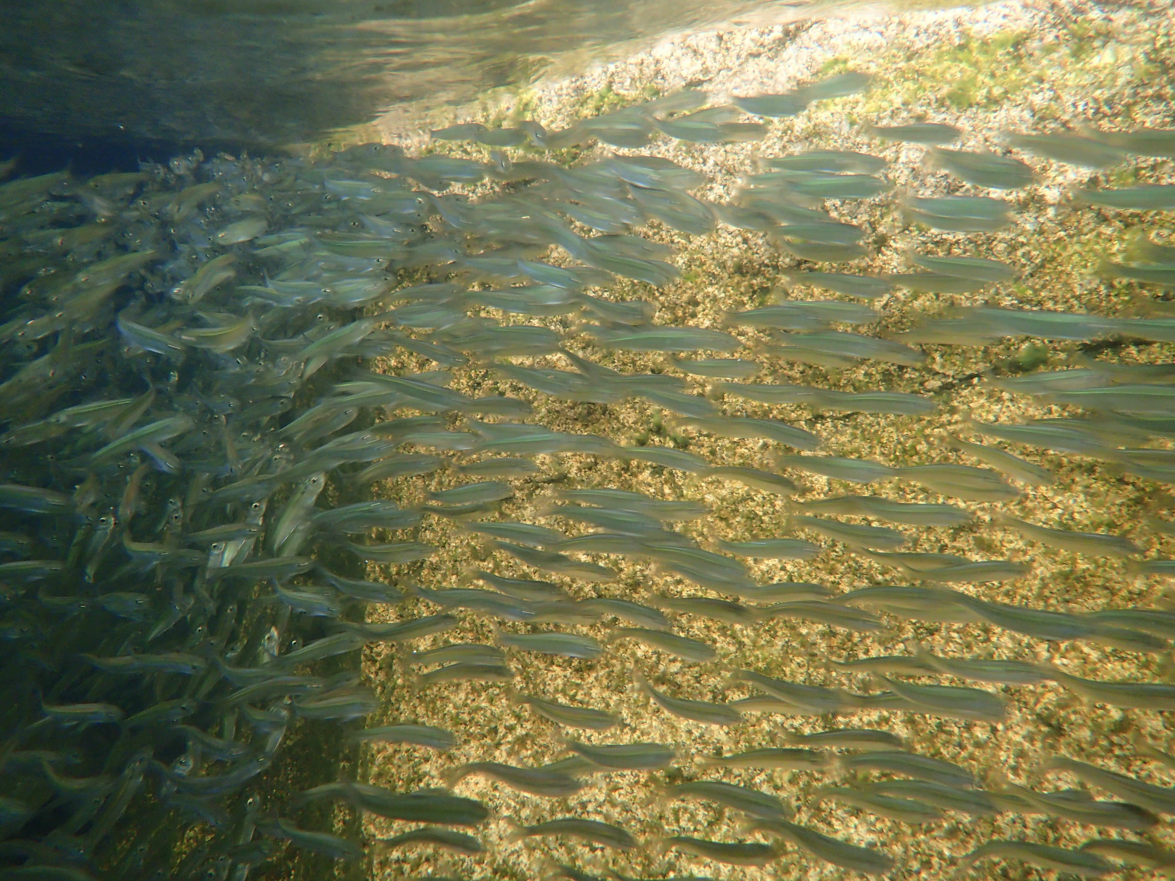 A school of young alewives swim past a rock.