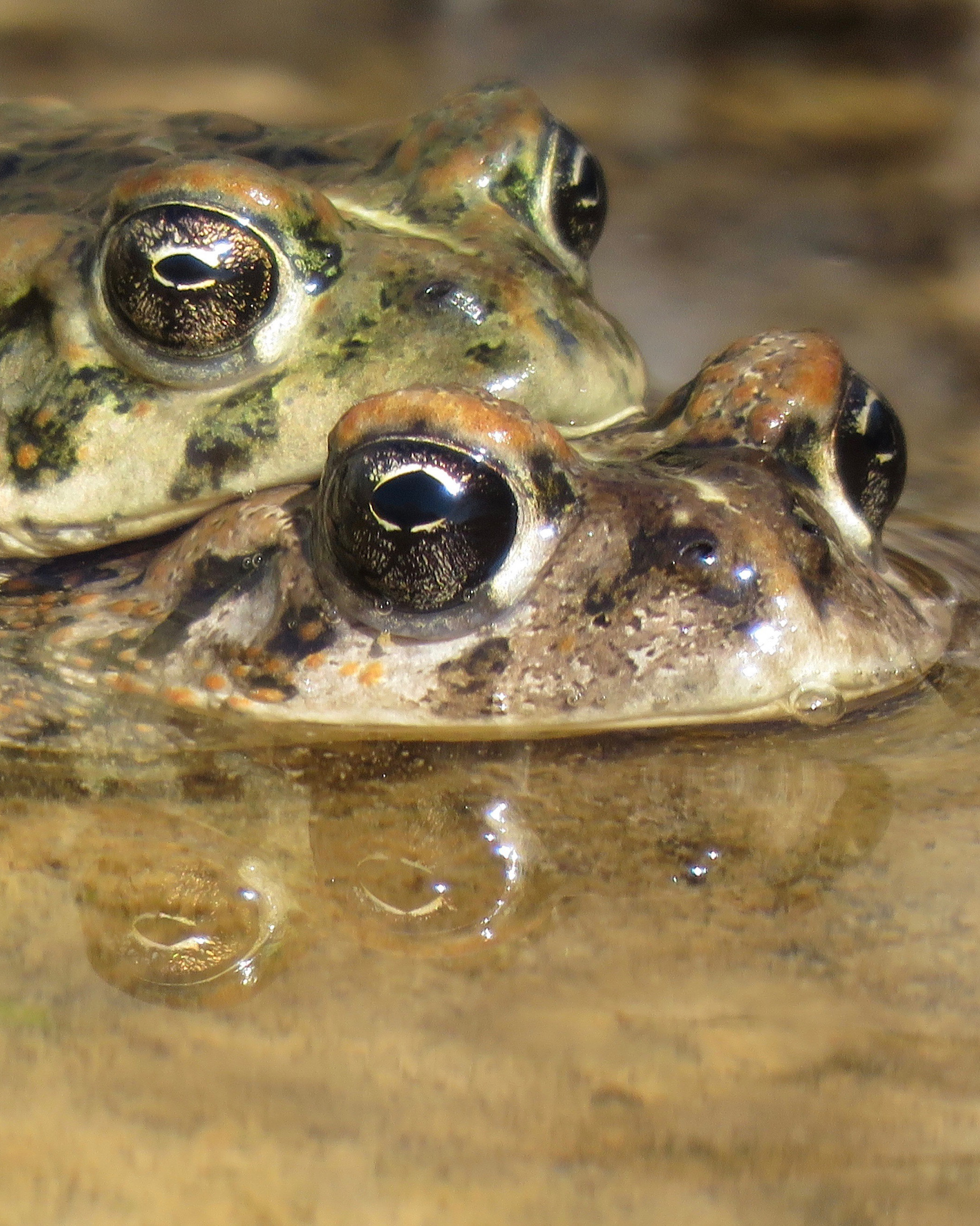 A breeding pair of amargosa toads.