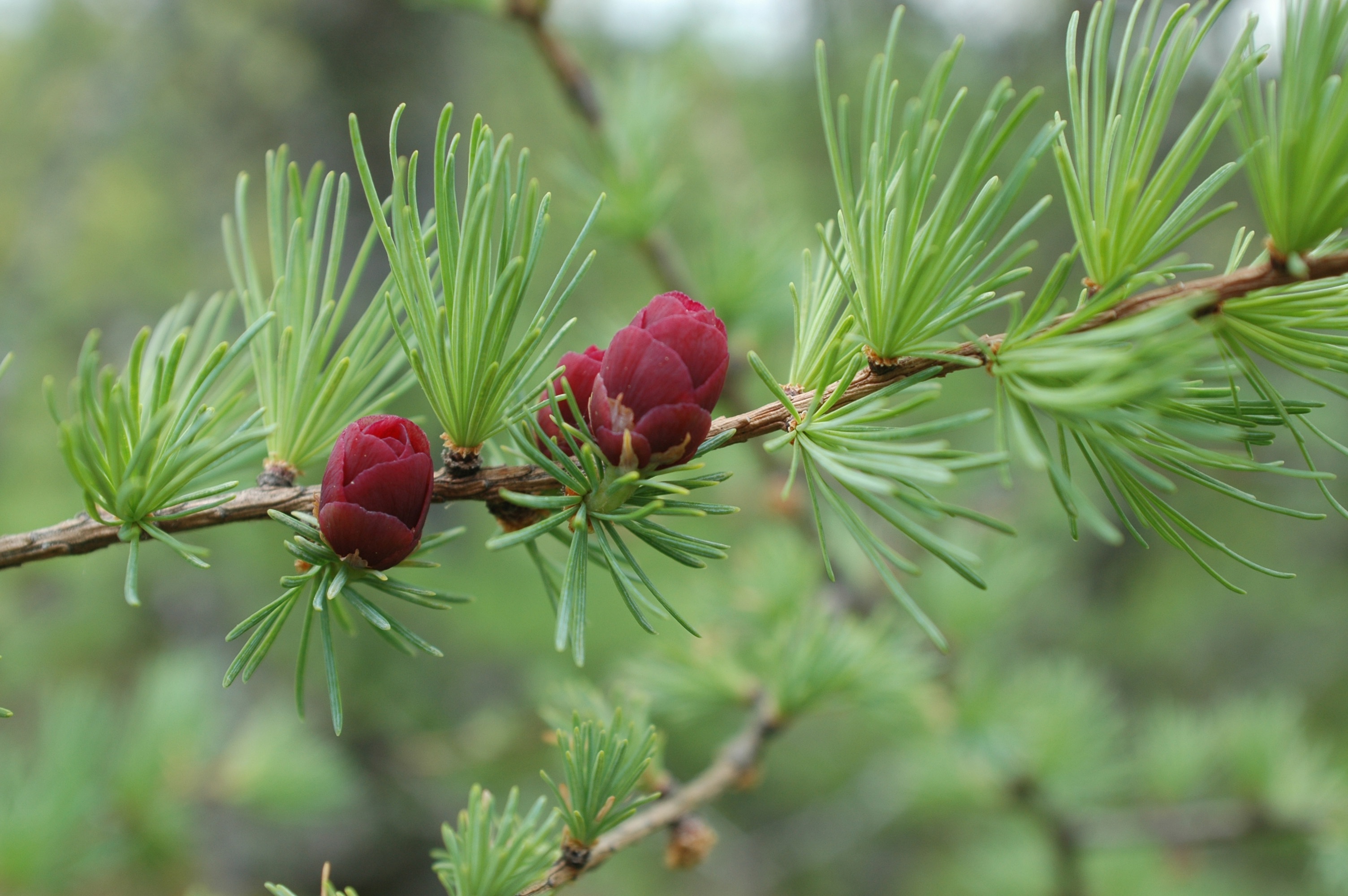 Two round, red berries grow on a stem against bright green needles.