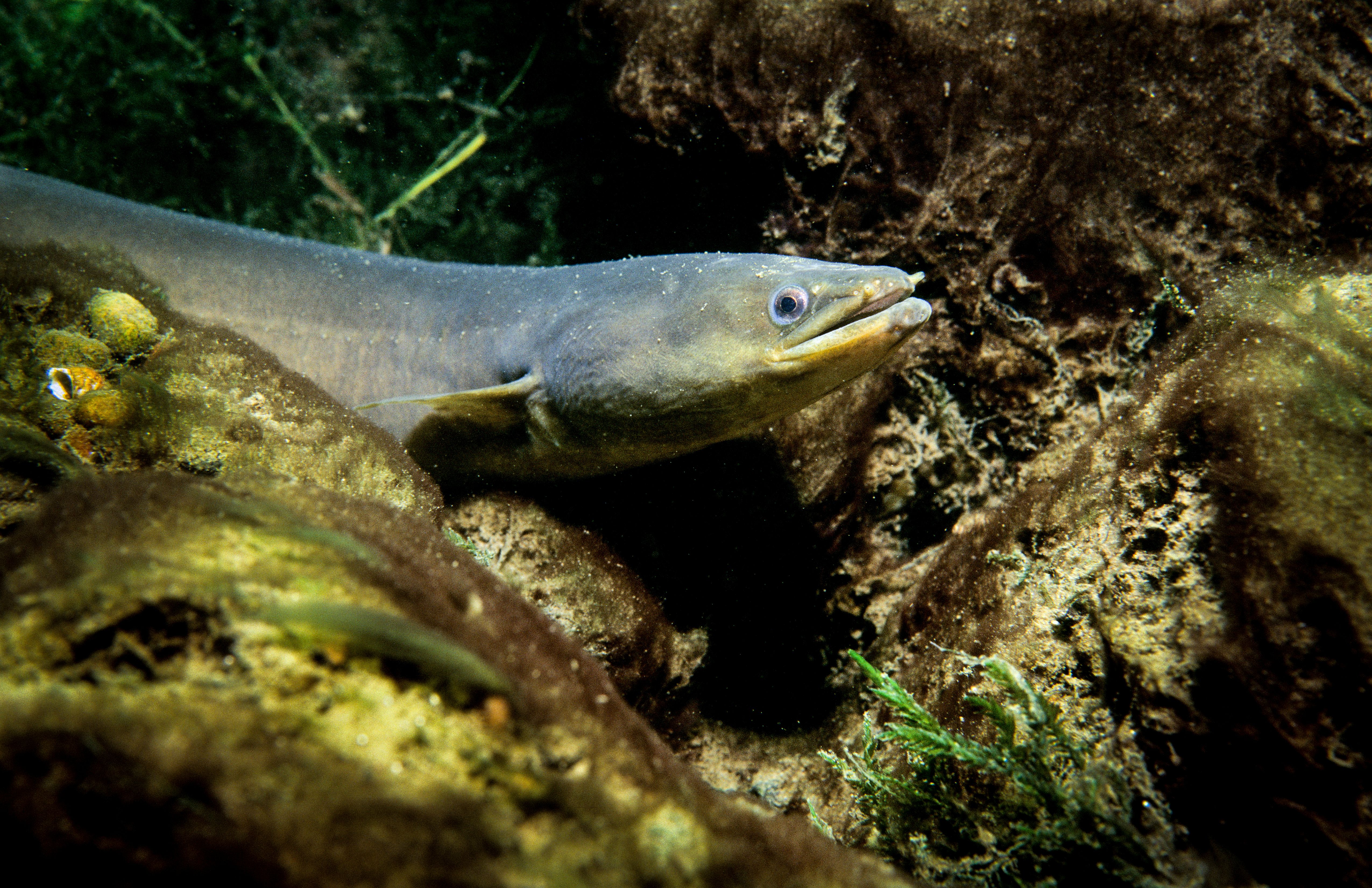 A long, grayish fish hides among rocks in clear waters.