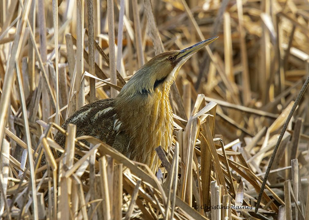 American Bittern blending in with the marsh reeds.