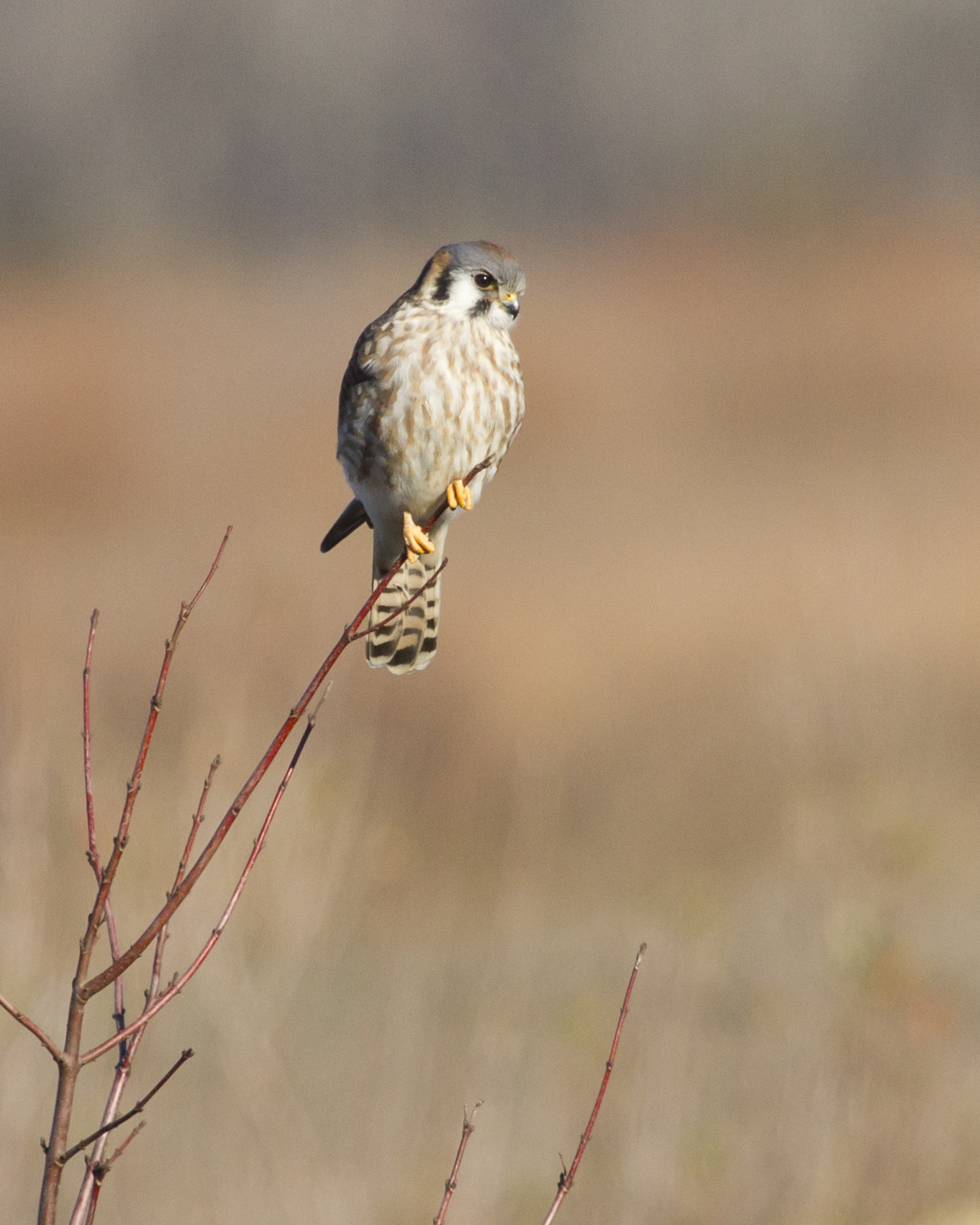 Grey and brown bird perches on a limb.