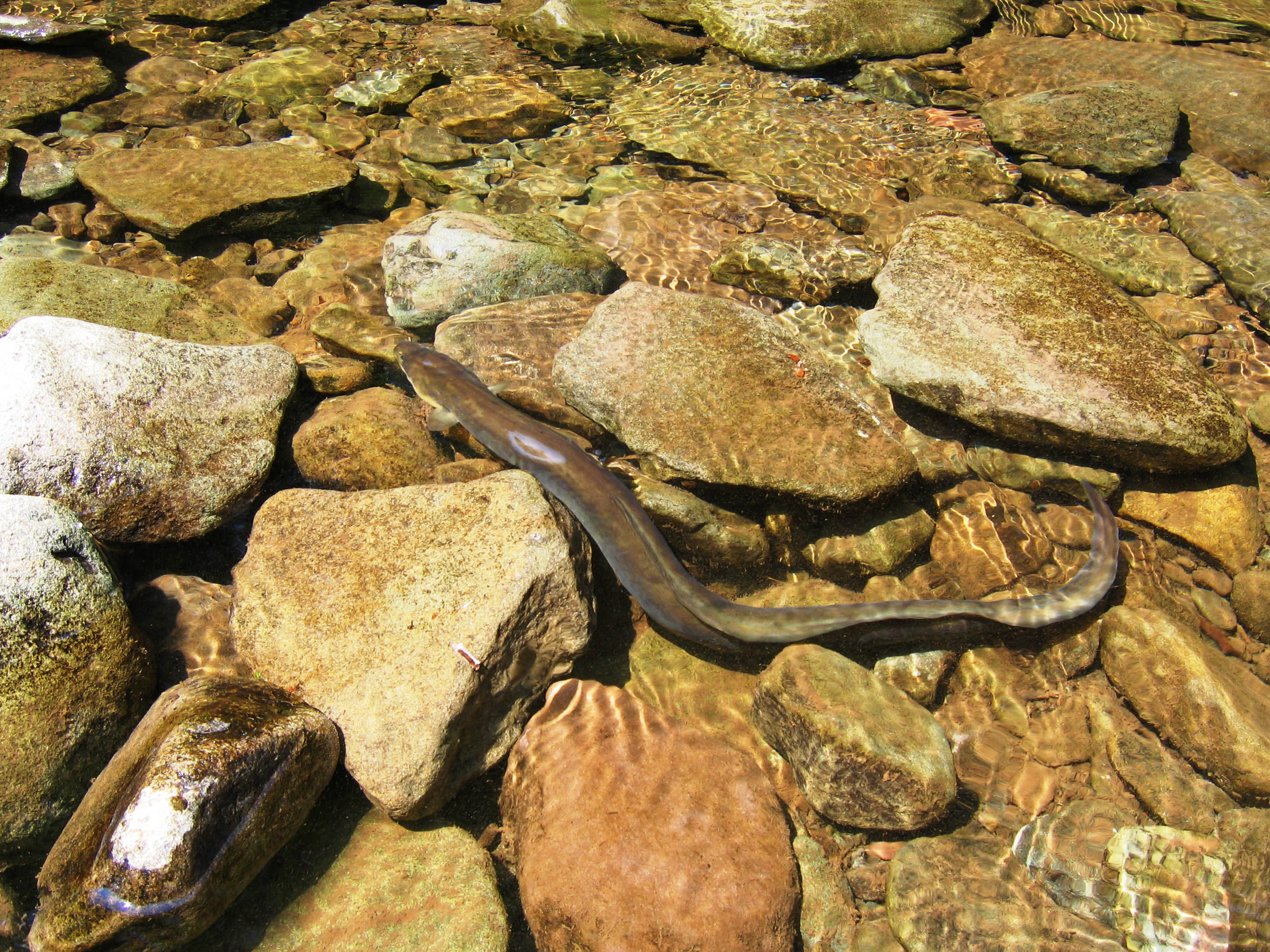 An eel swims between two rocks in a stream.
