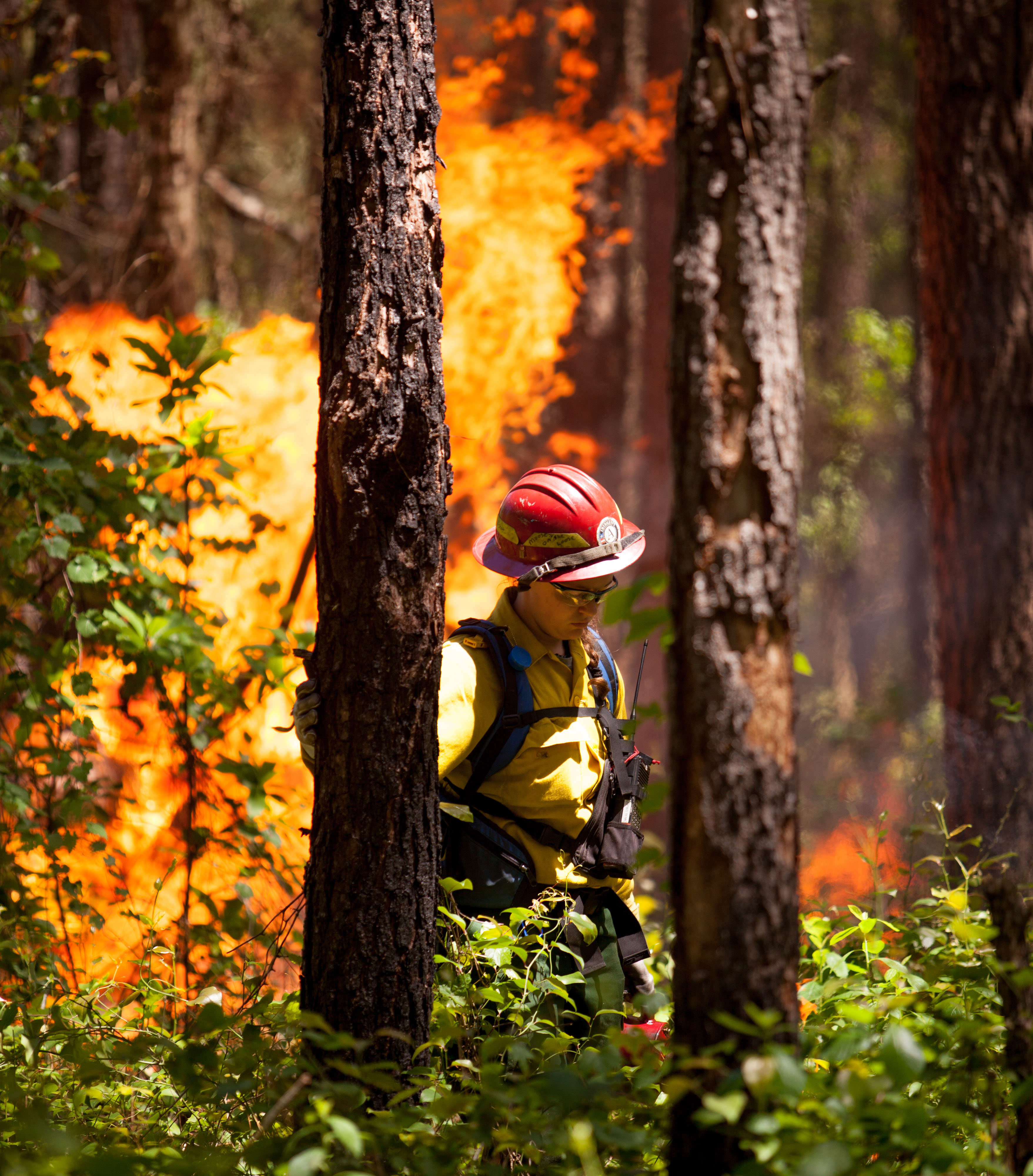 A burn crew member in fire-protective gear walks among pine trees with flames in the background.