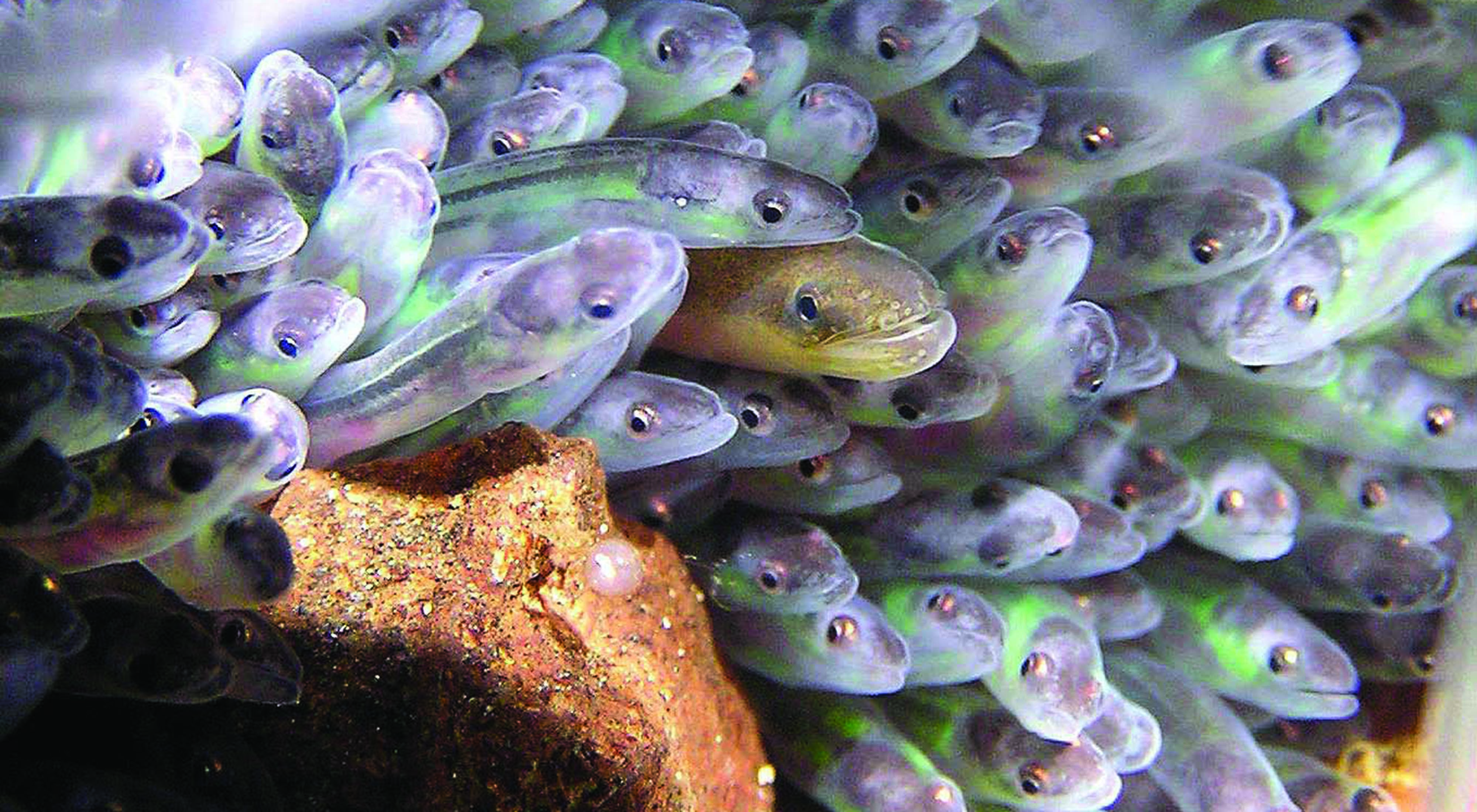 A school of American eels.