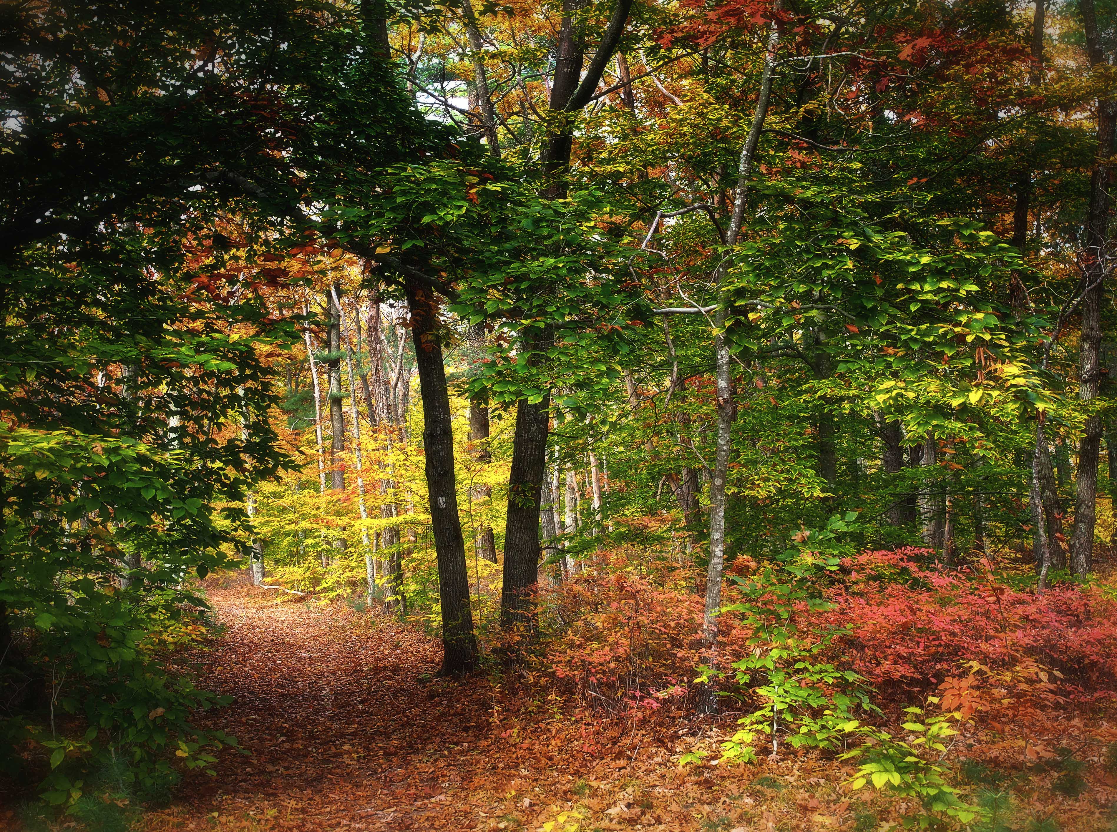 Looking into a forest with green, orange, and yellow colored tree leaves.