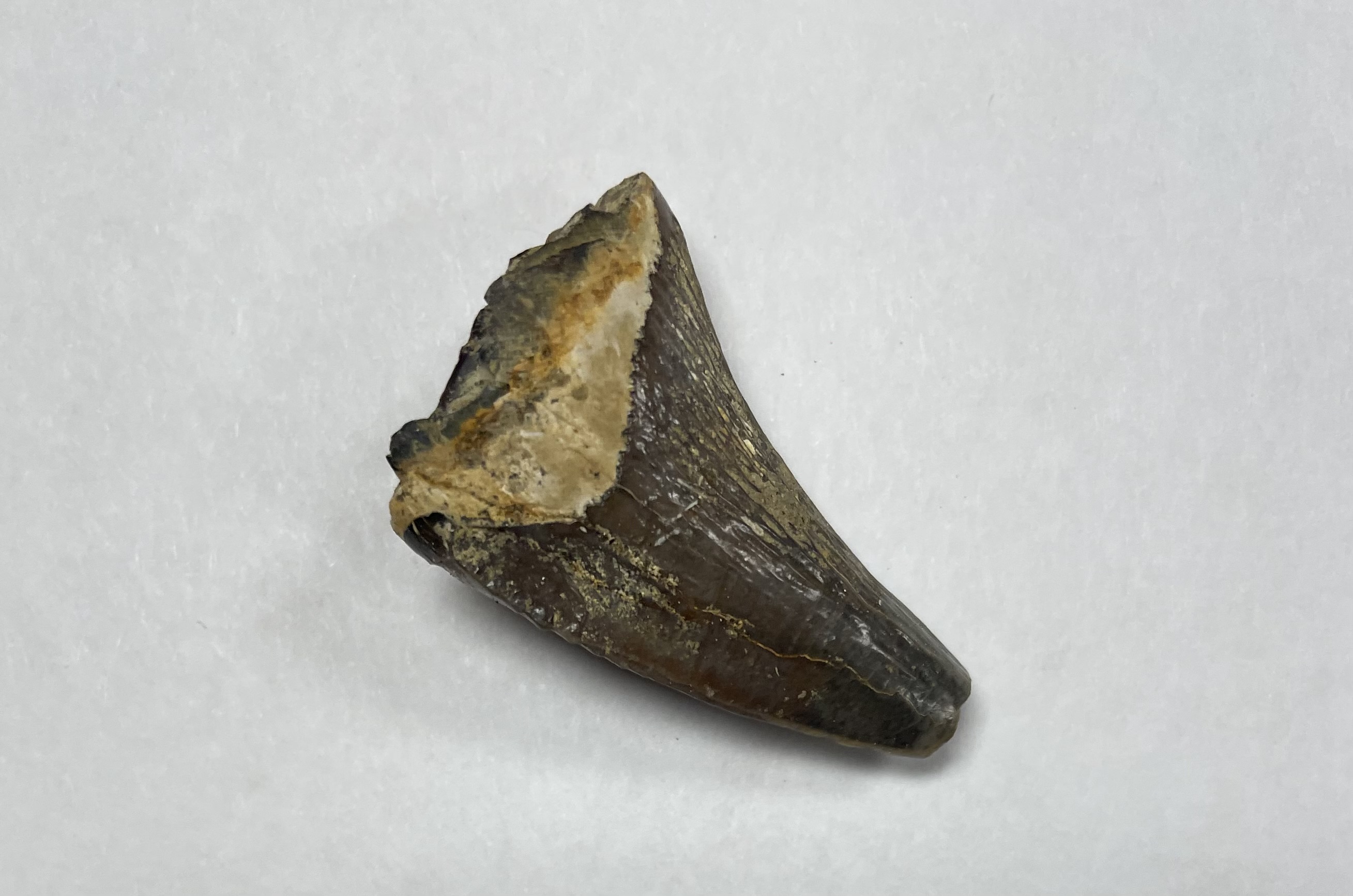 A small, brown tooth shaped object is photographed on a white background.
