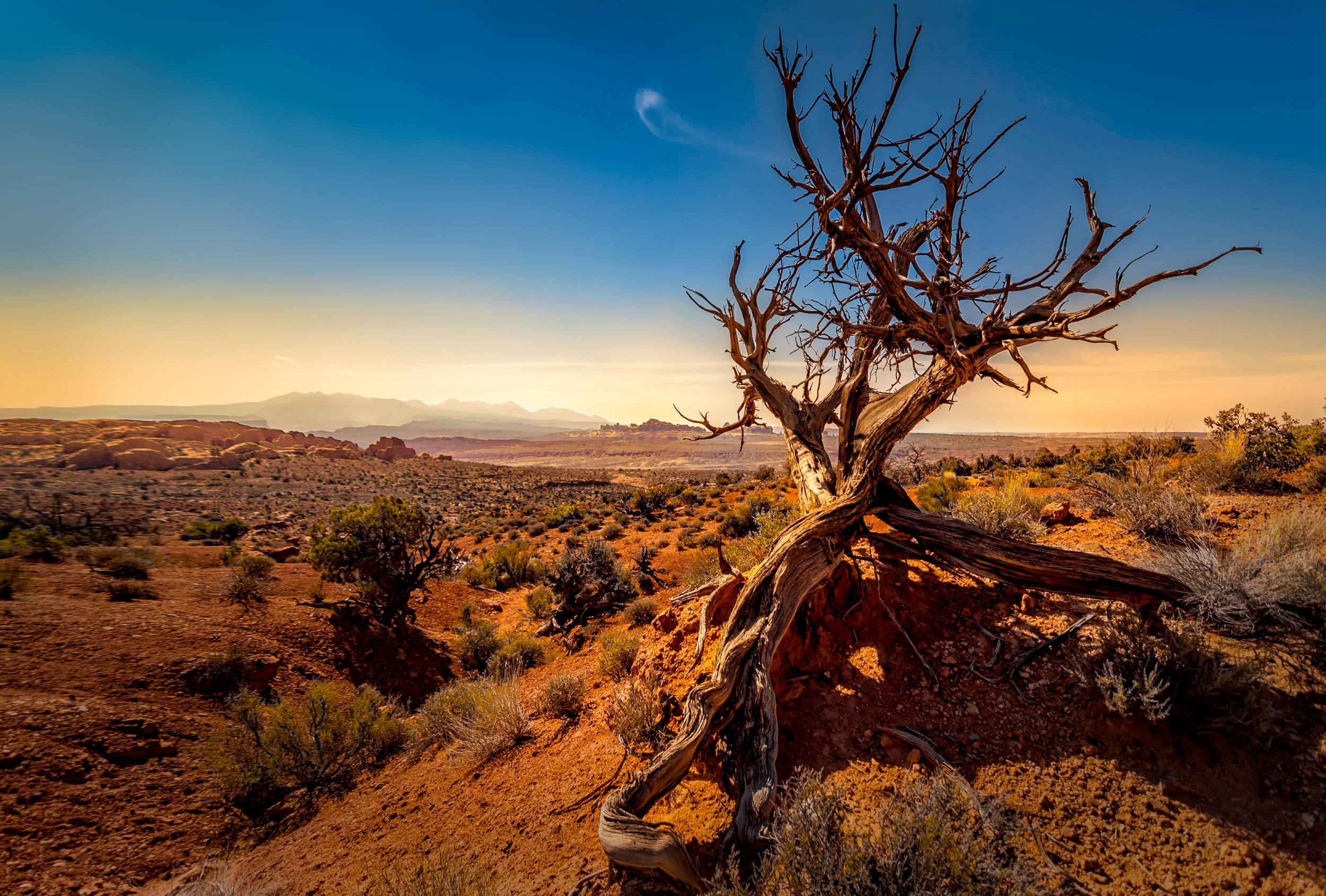 View looking across a vast arid landscape under an orange setting sun; a short dead tree stands in the foreground.