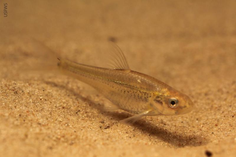 A small brown fish swimming over a sandy substrate.