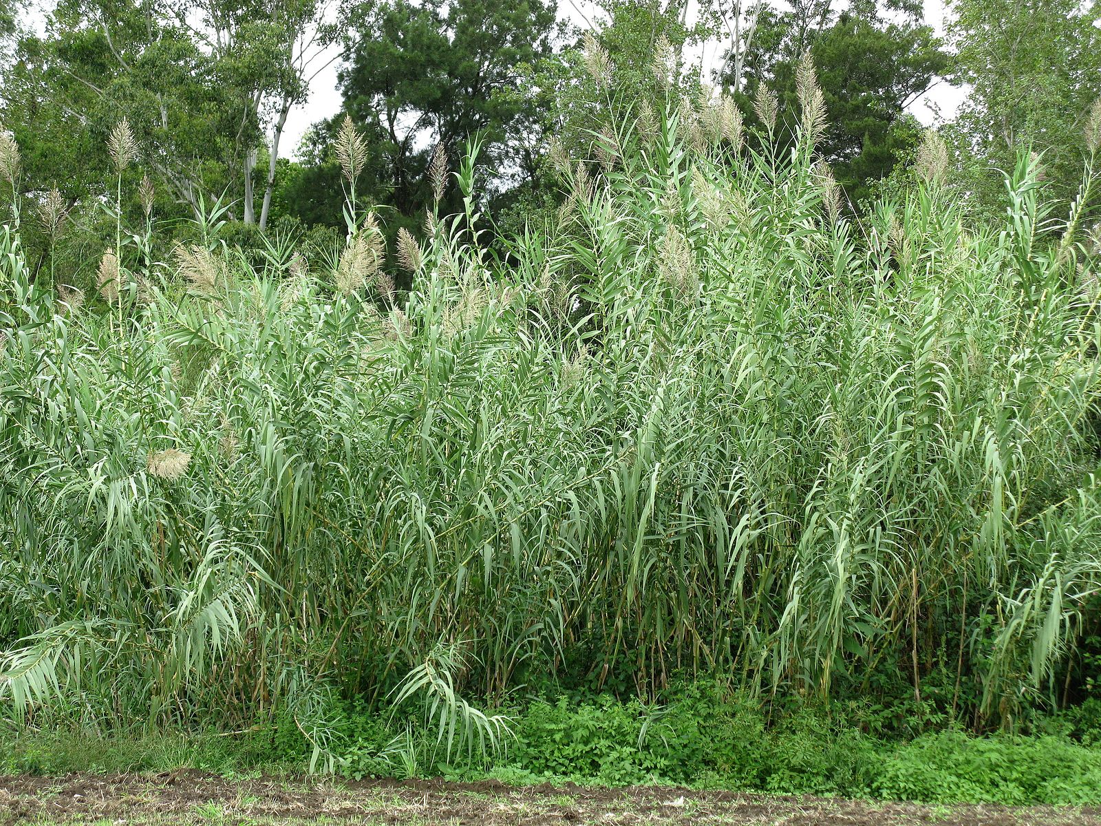 Densely packed tall grassy plants with large tassel-like flowers.