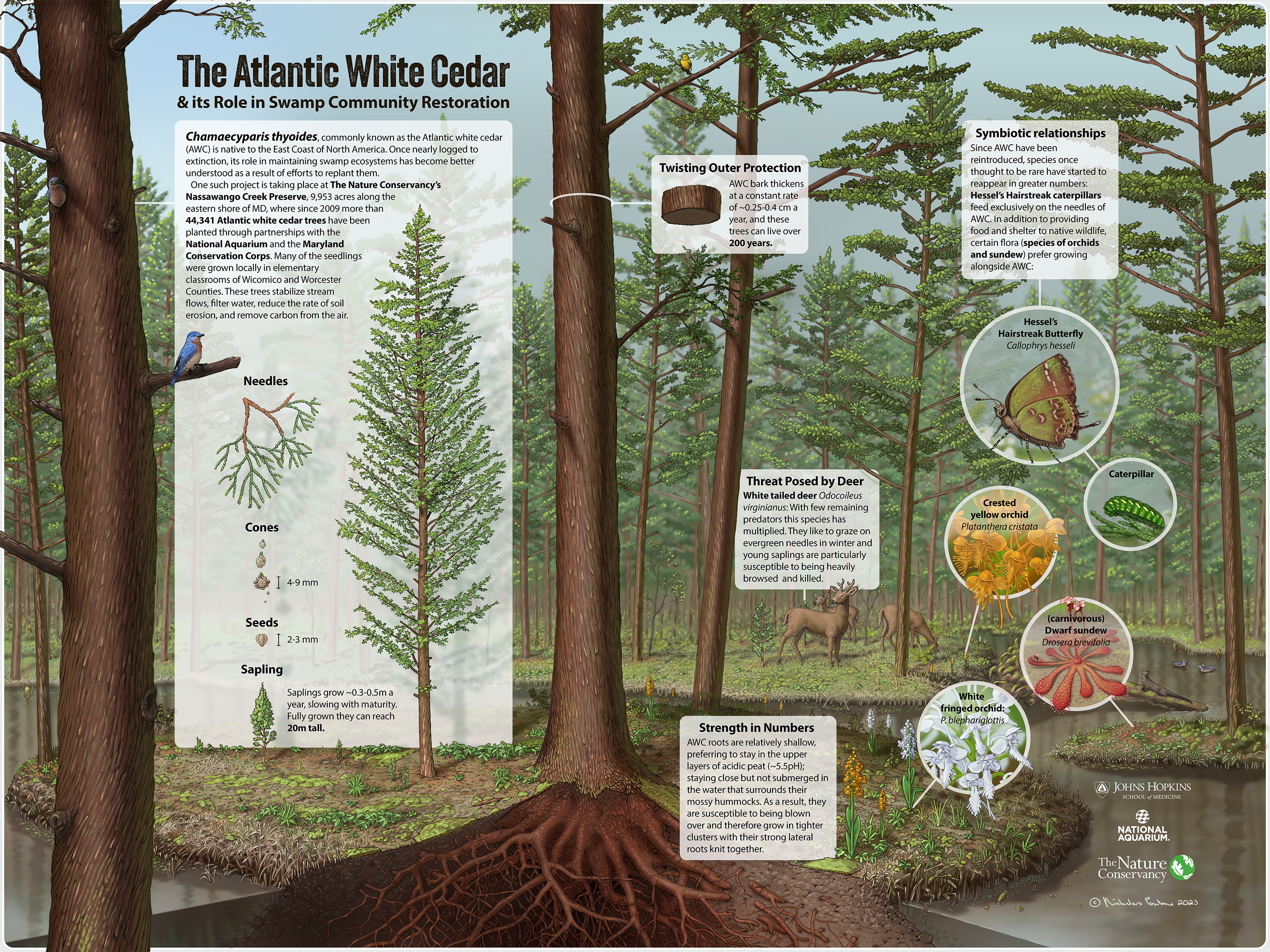 Illustrated artwork showing the ecosystem of an Atlantic white cedar forest with callouts highlighting significant species.